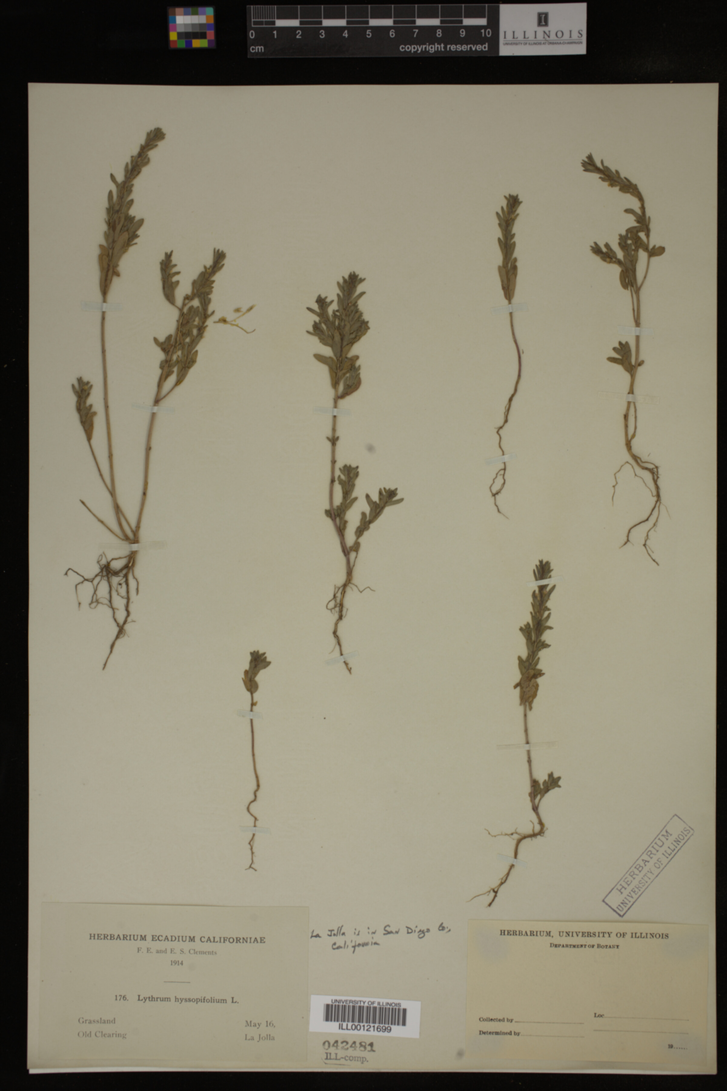 Lythrum hyssopifolia image