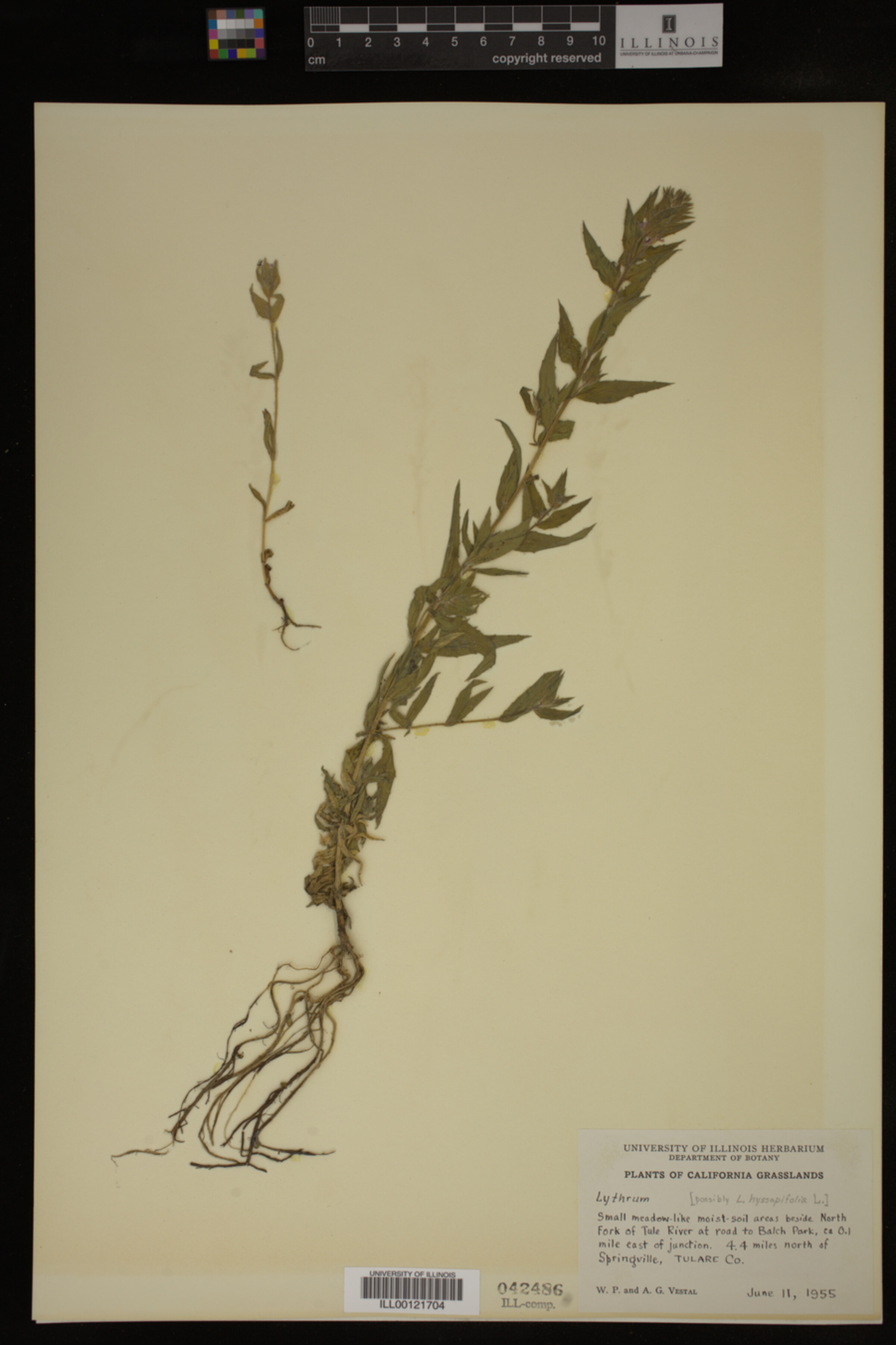 Lythrum hyssopifolia image