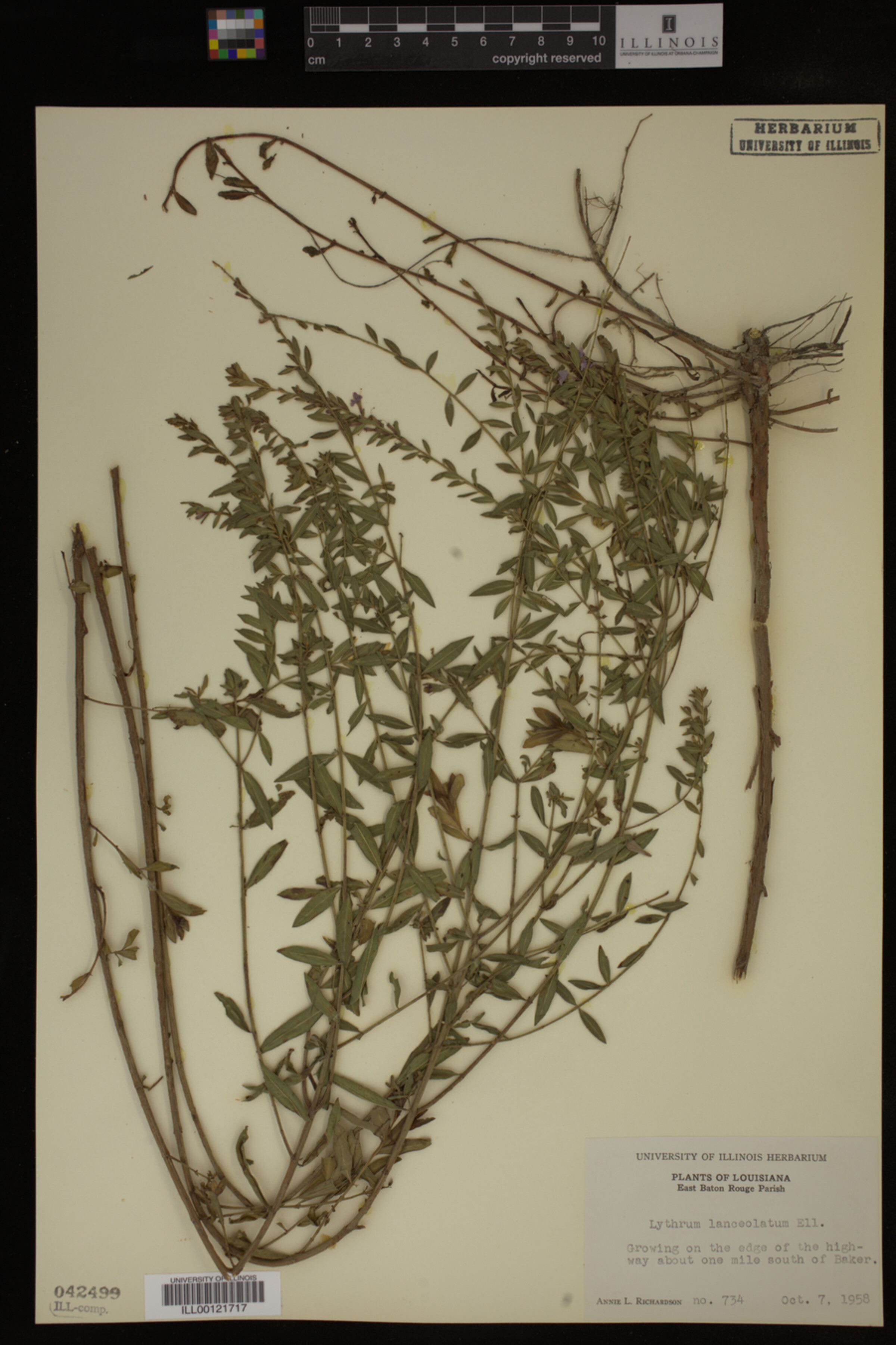 Lythrum lanceolatum image