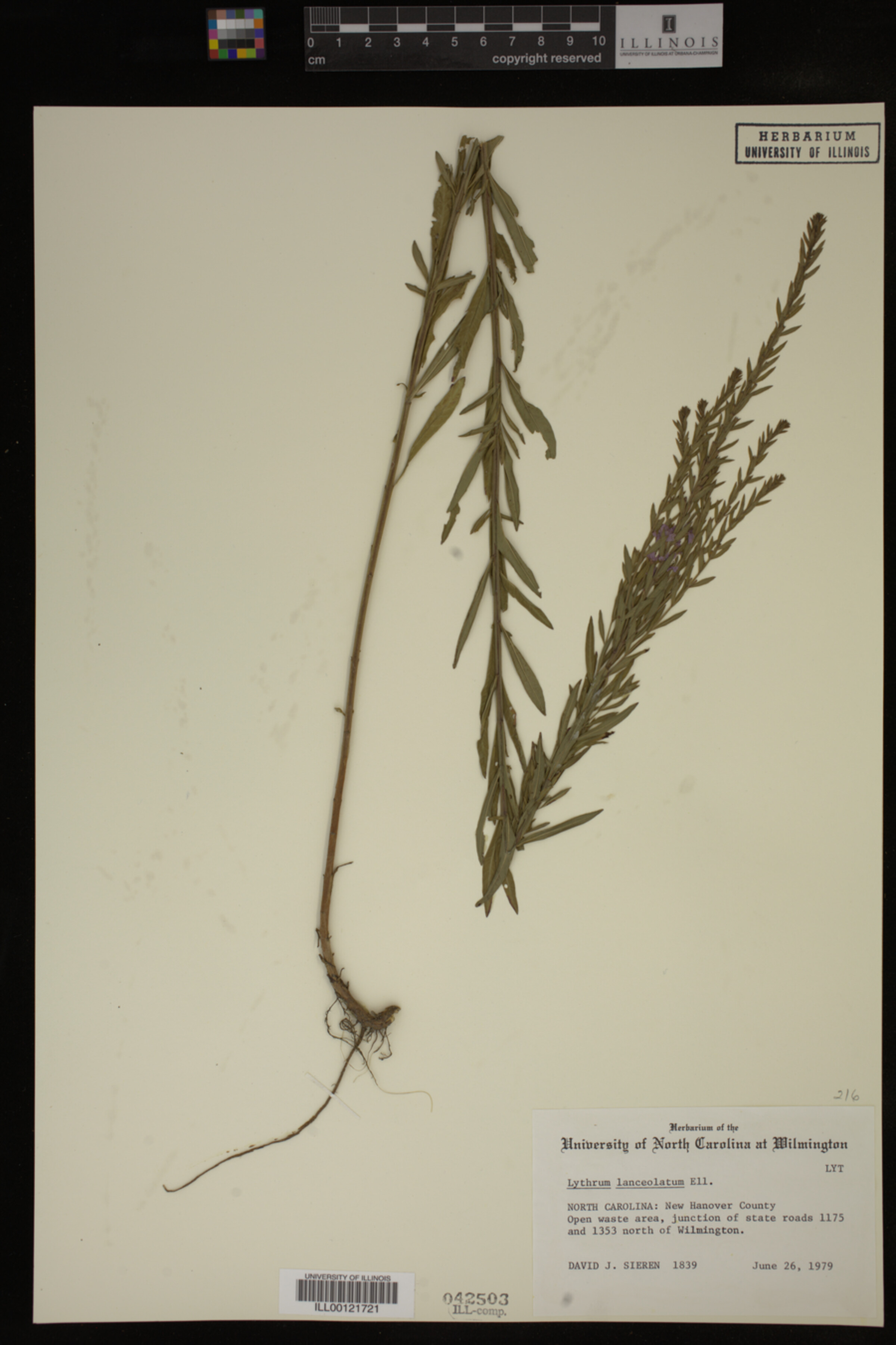 Lythrum lanceolatum image
