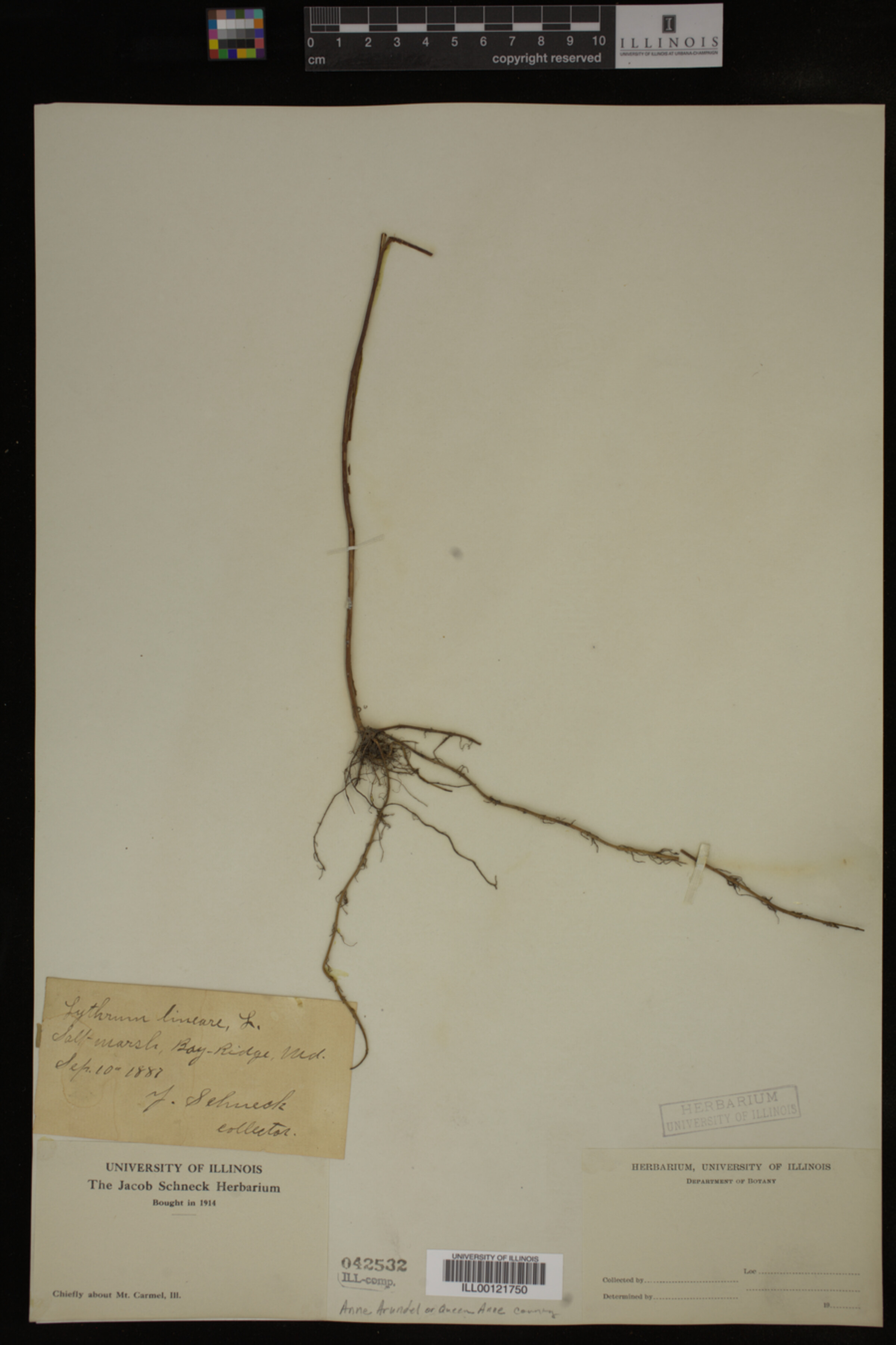 Lythrum lineare image