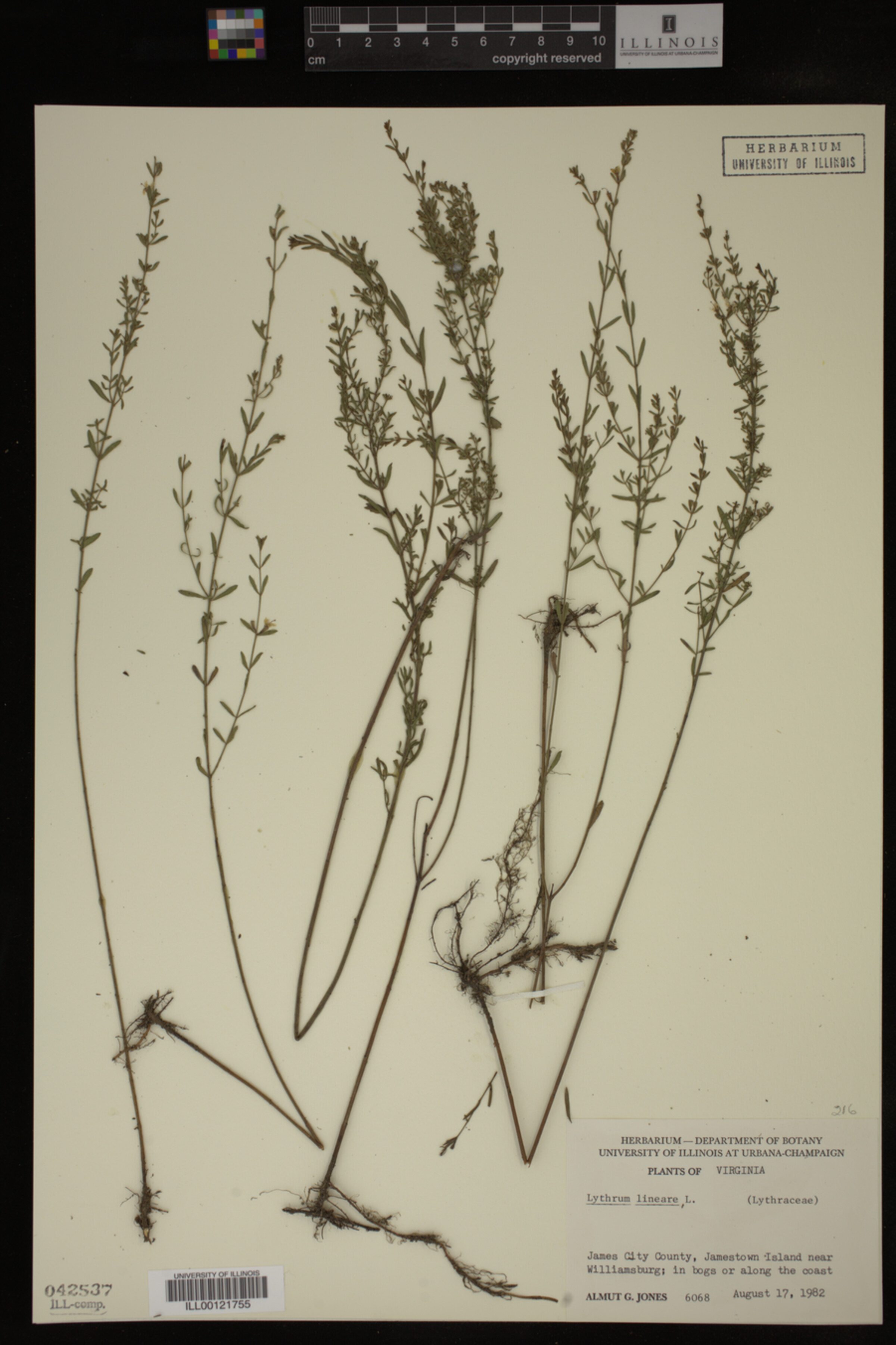 Lythrum lineare image