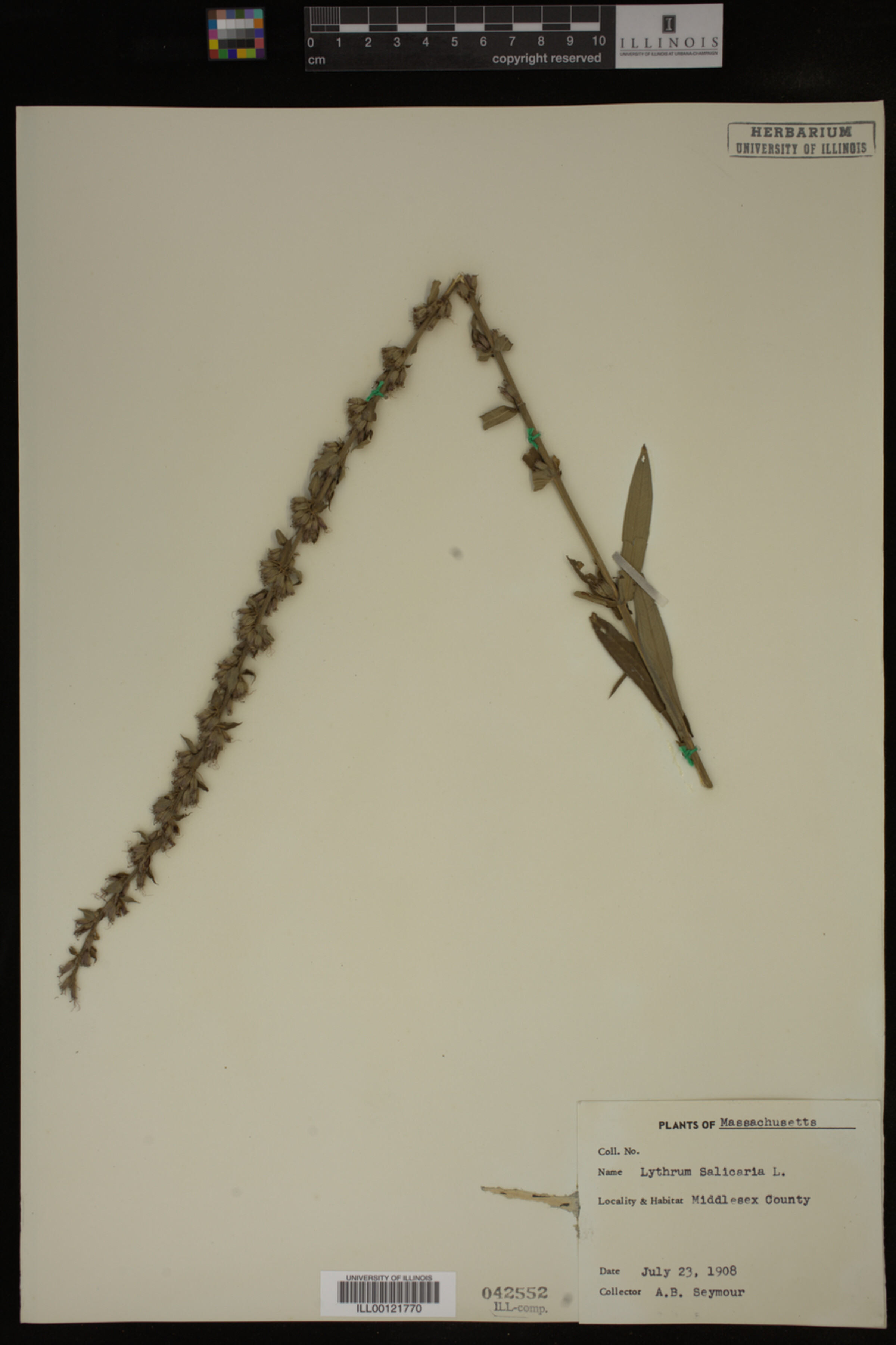 Lythrum salicaria image