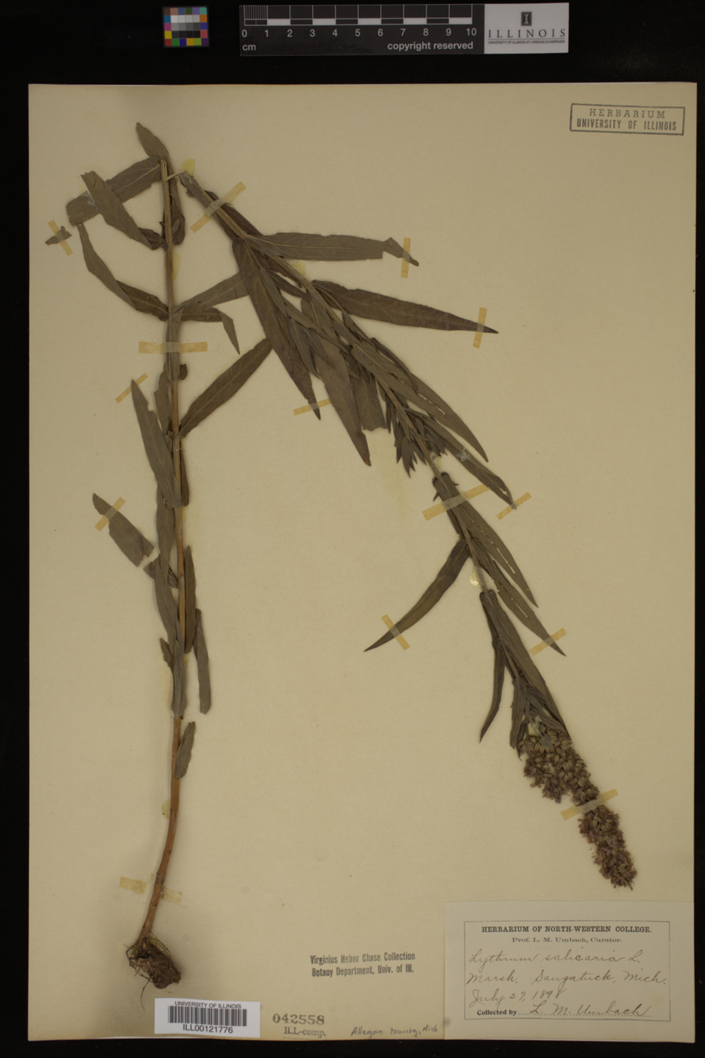 Lythrum image