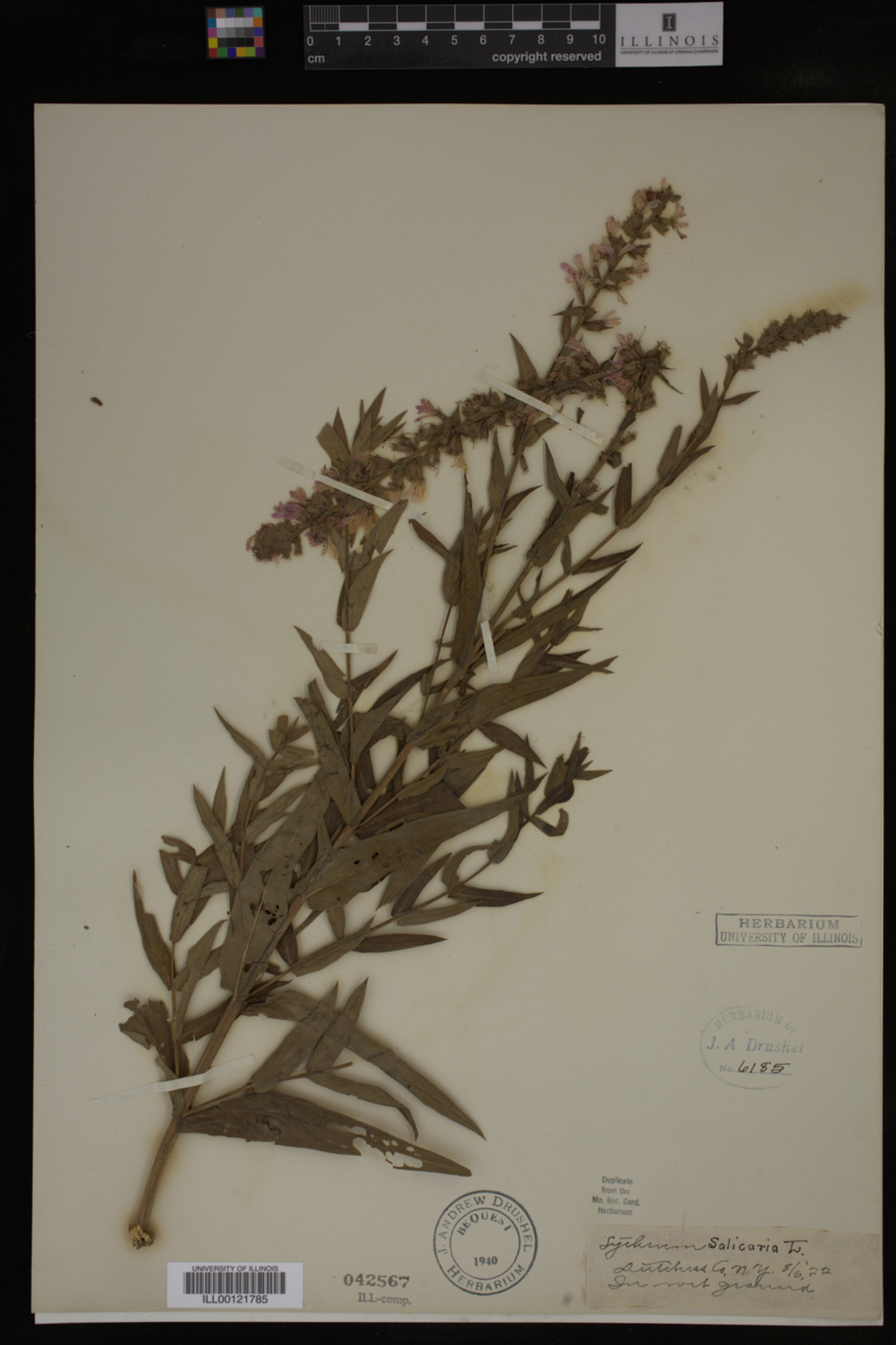Lythrum salicaria image