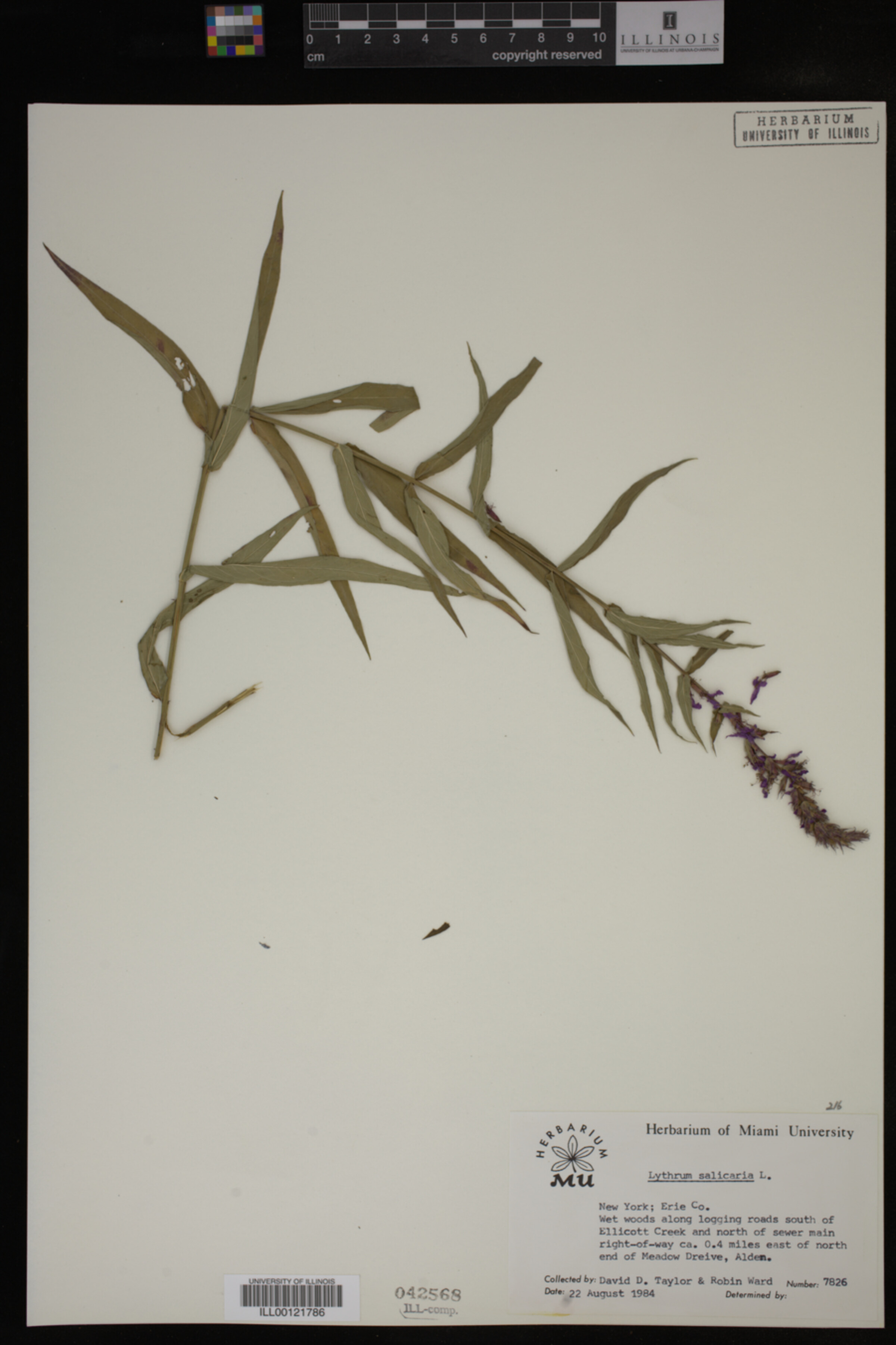 Lythrum salicaria image