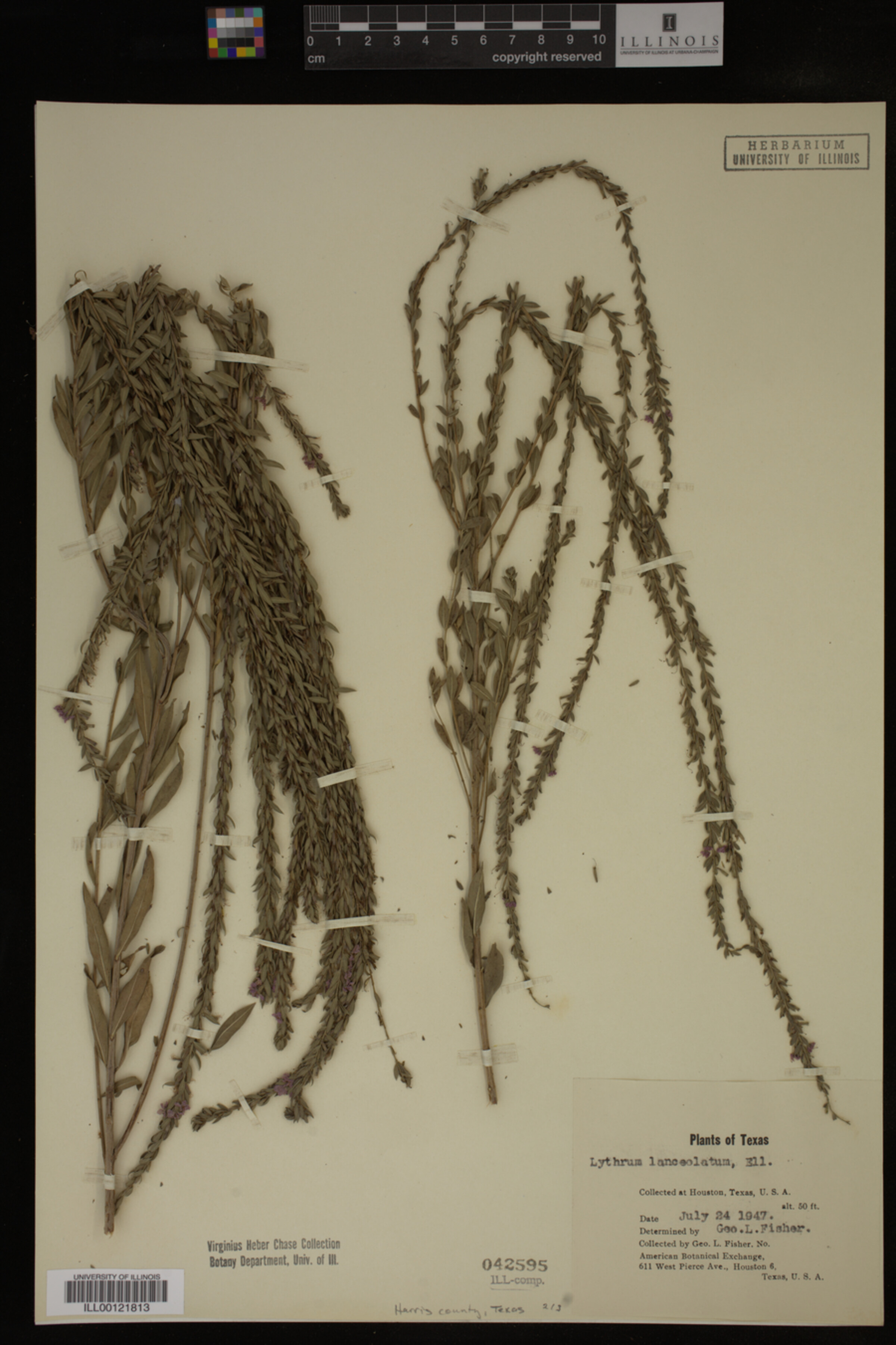 Lythrum lanceolatum image