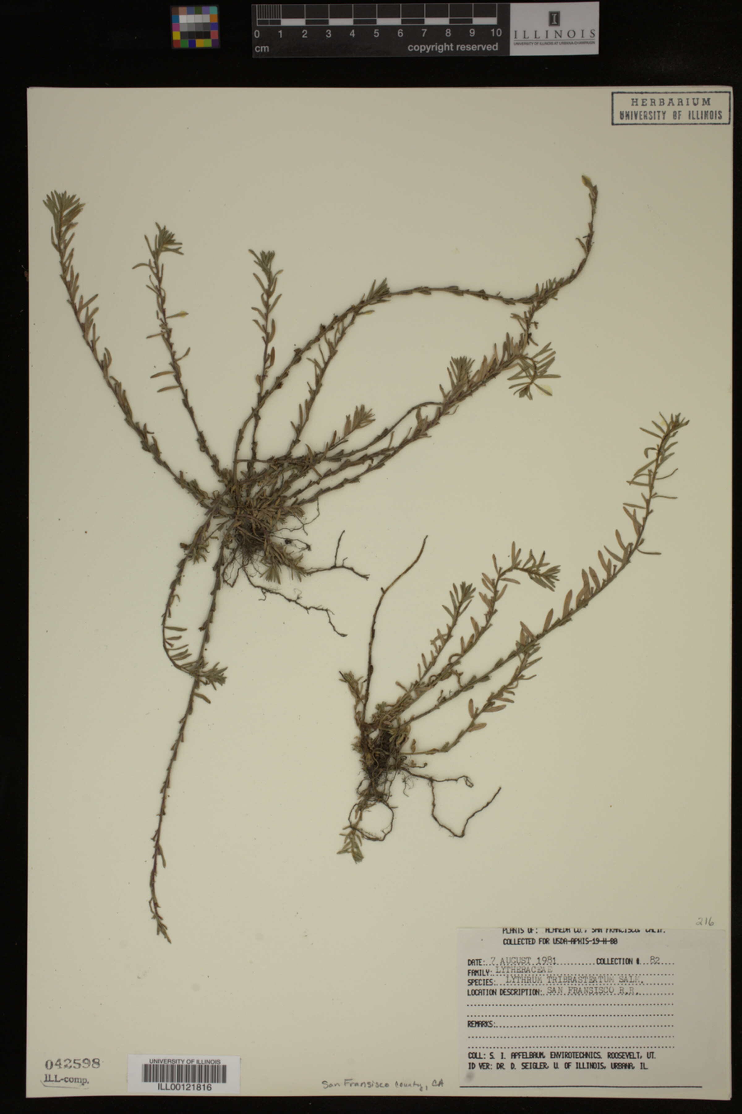 Lythrum tribracteatum image