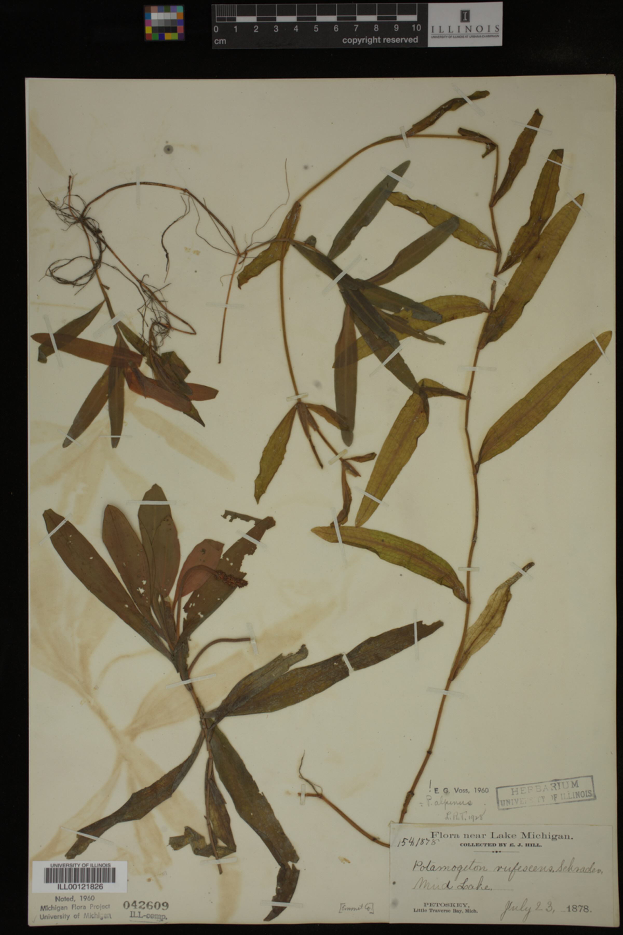 Potamogeton alpinus image