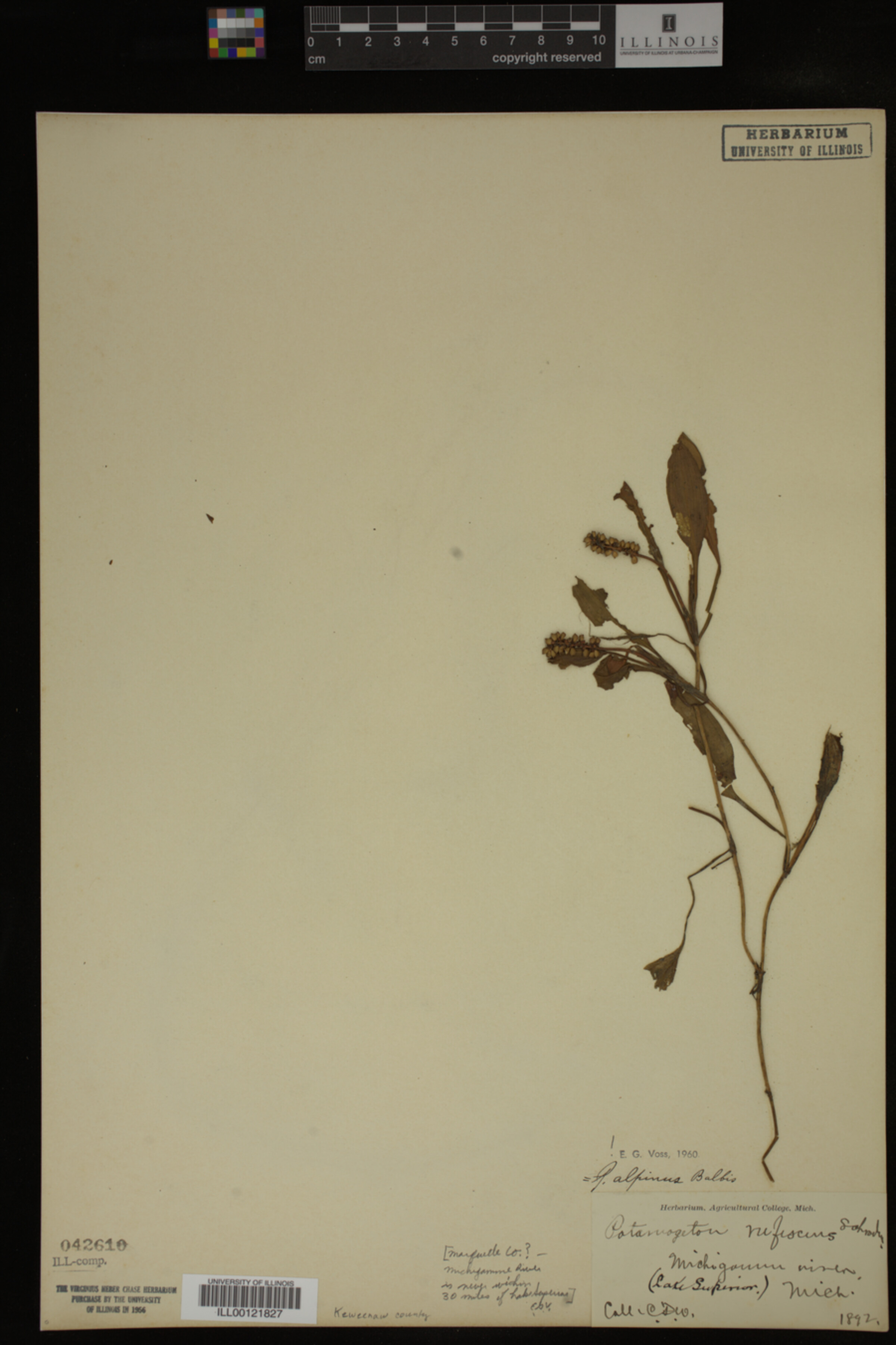 Potamogeton alpinus image