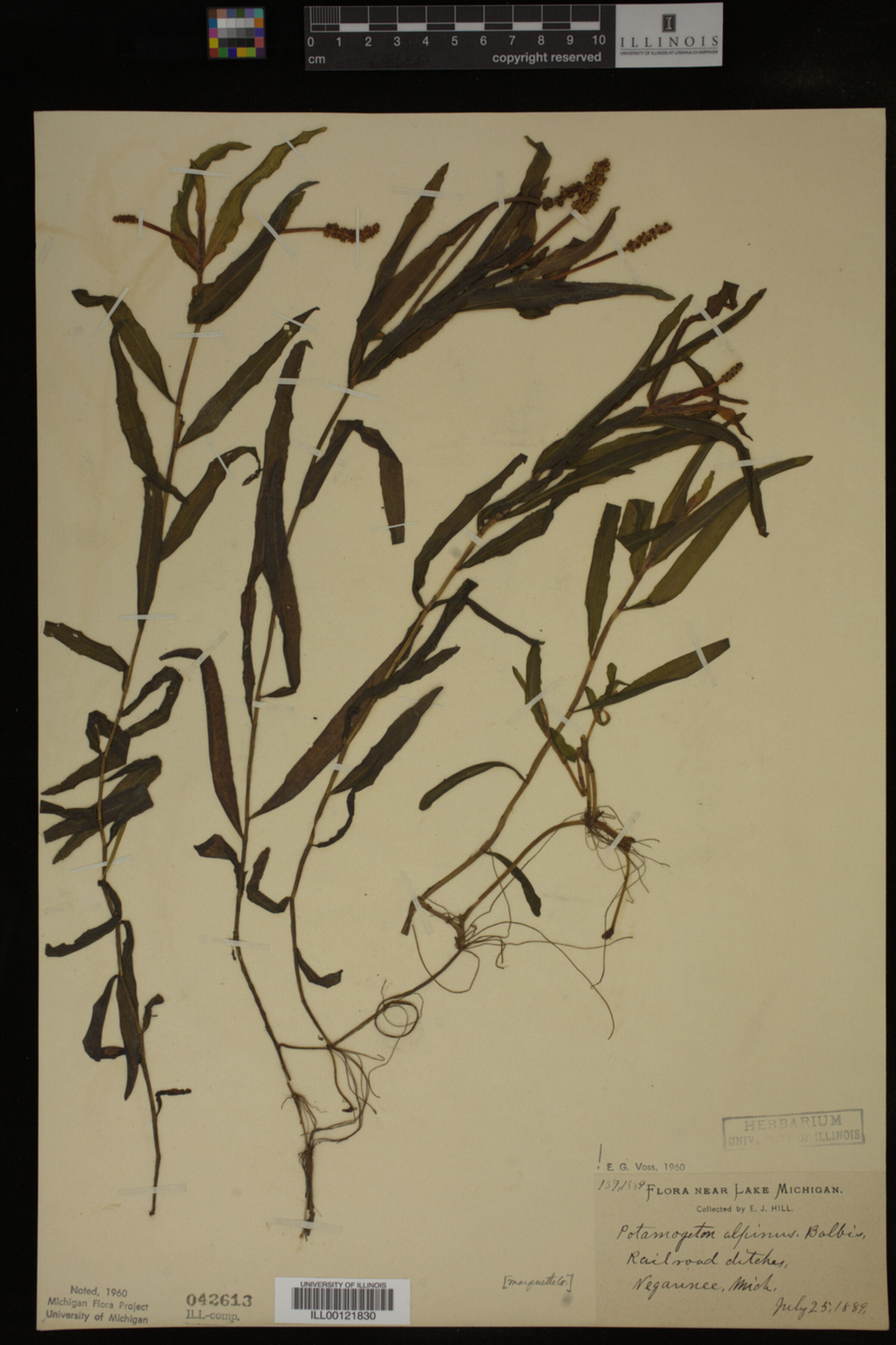 Potamogeton alpinus image