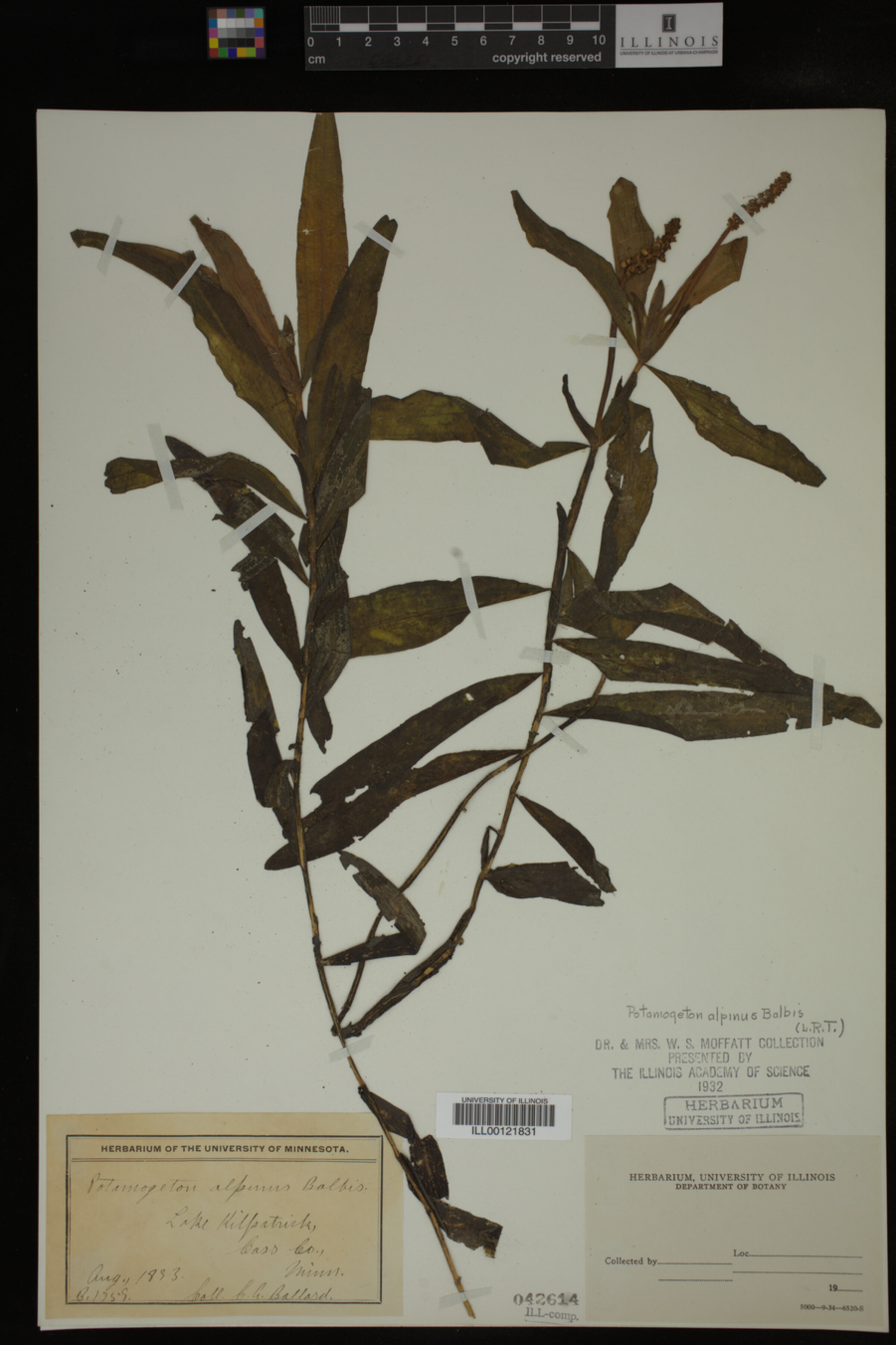 Potamogeton alpinus image