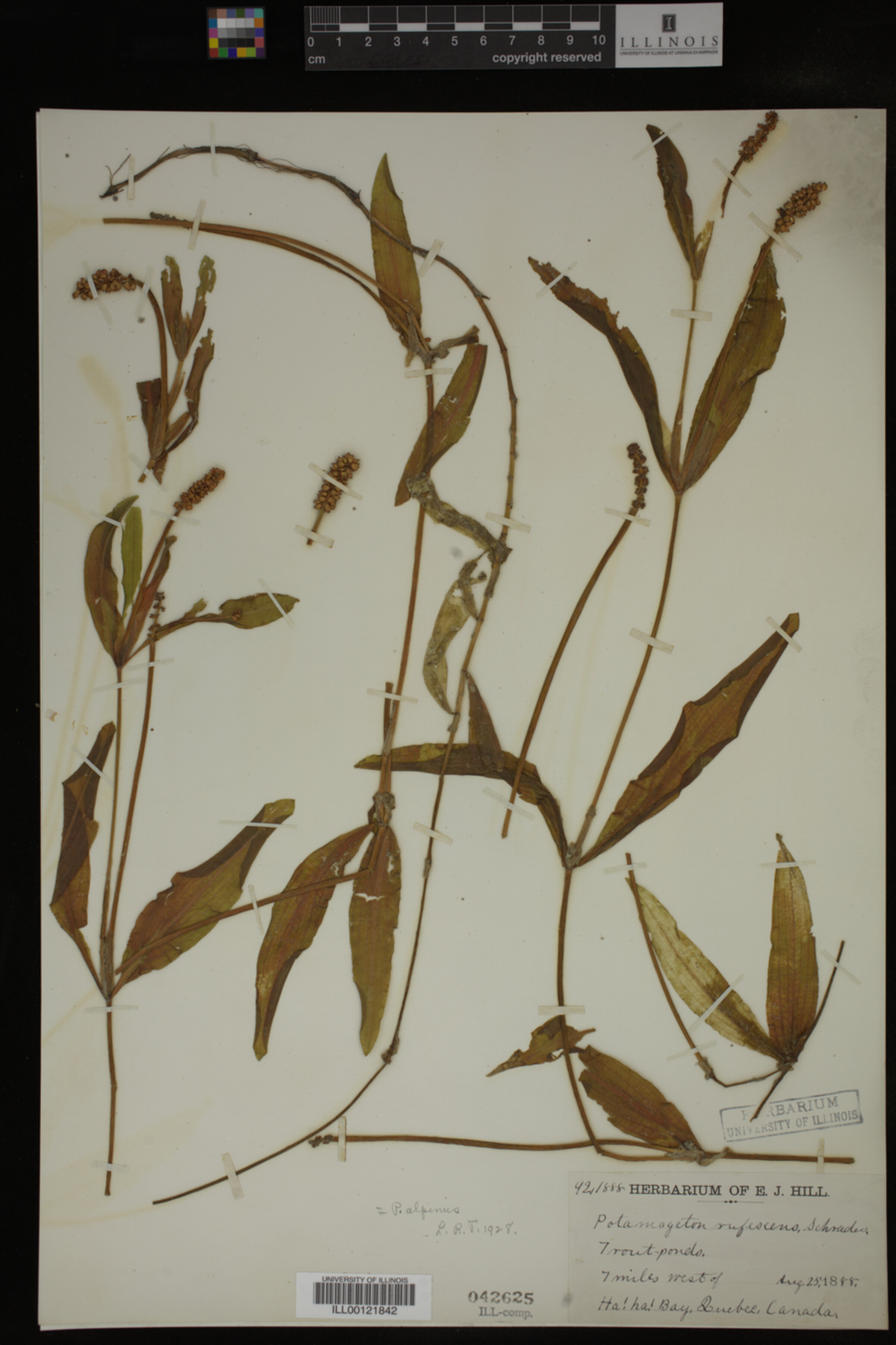Potamogeton alpinus image