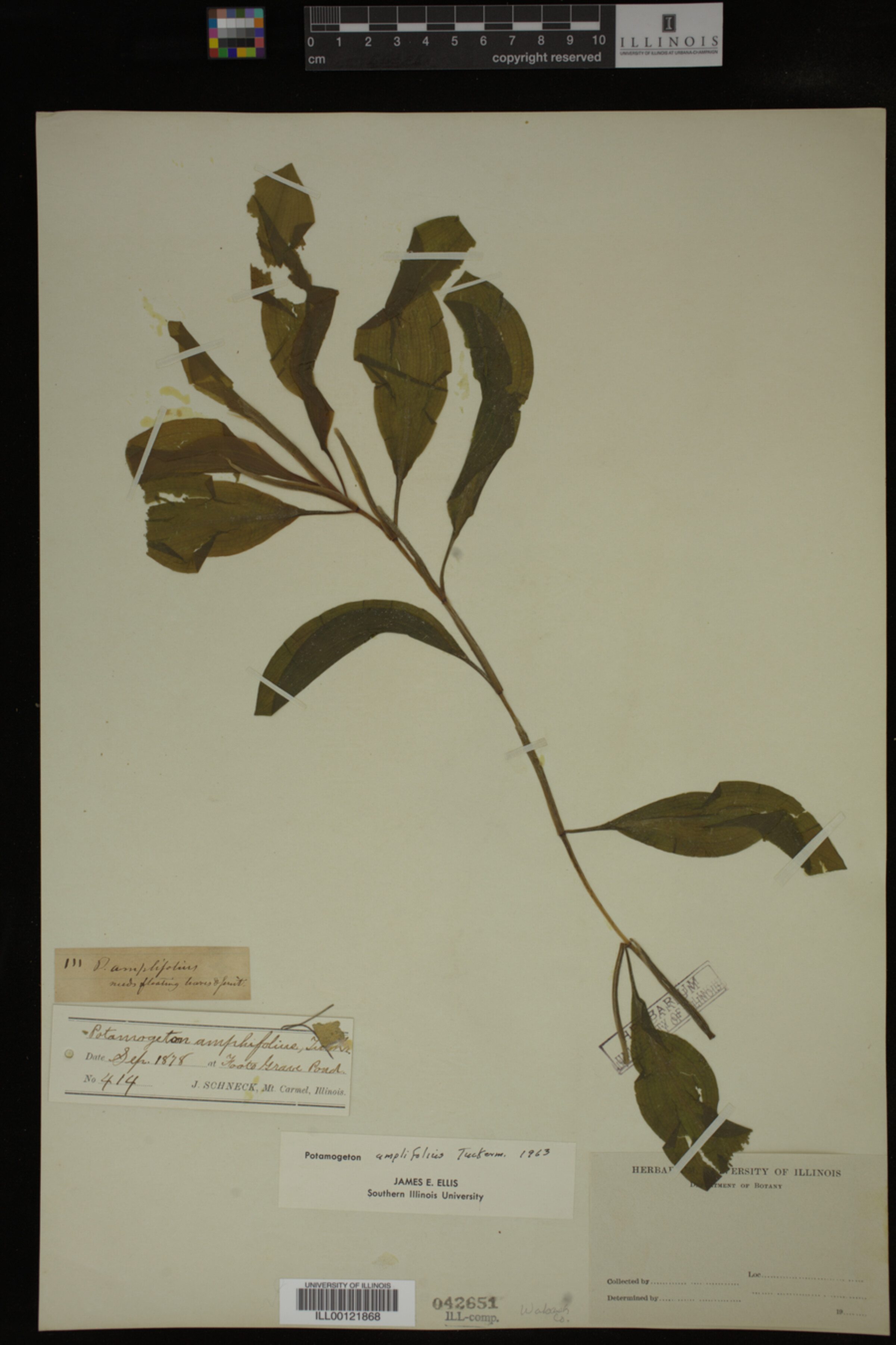 Potamogeton amplifolius image