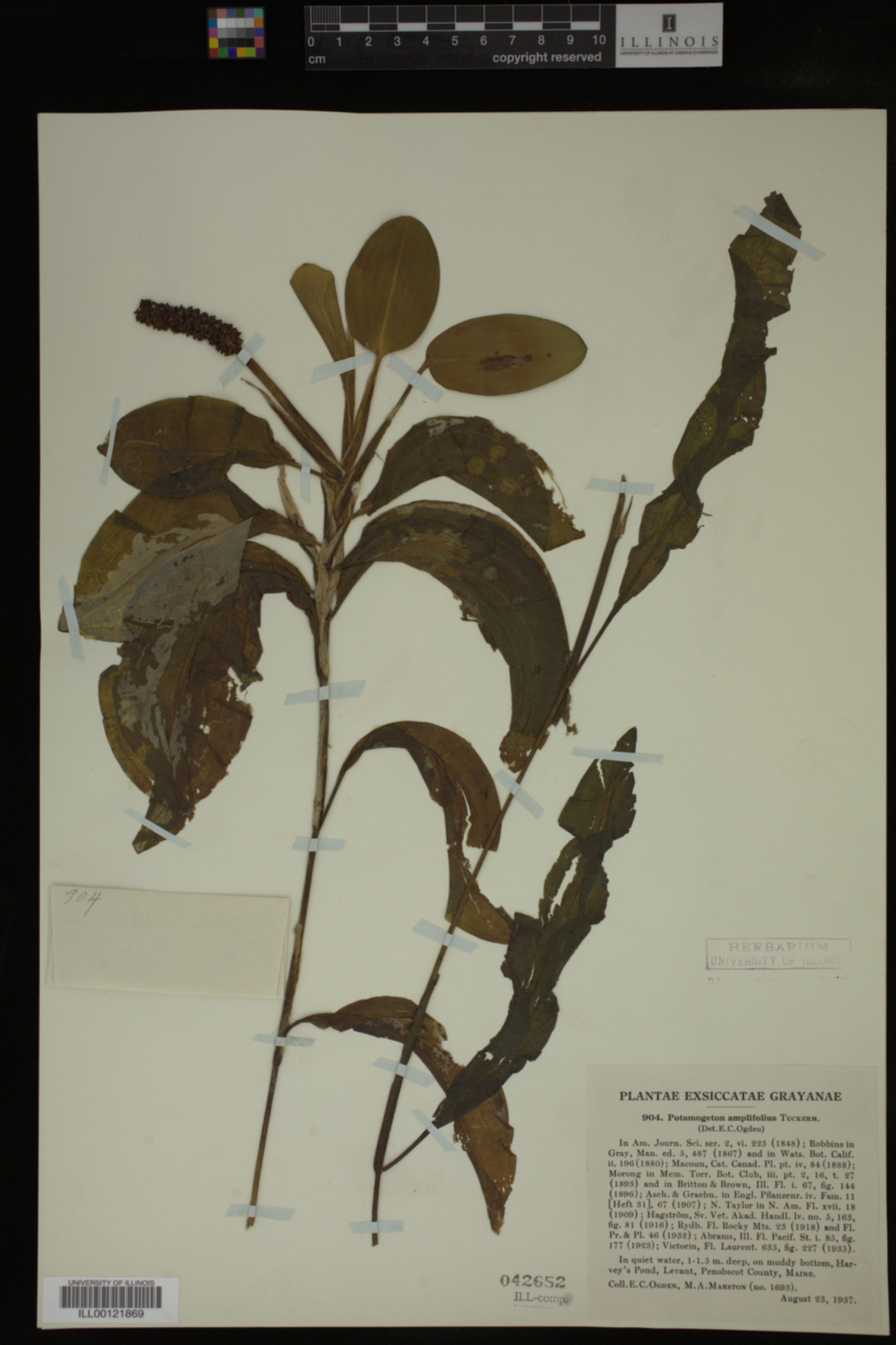 Potamogeton amplifolius image