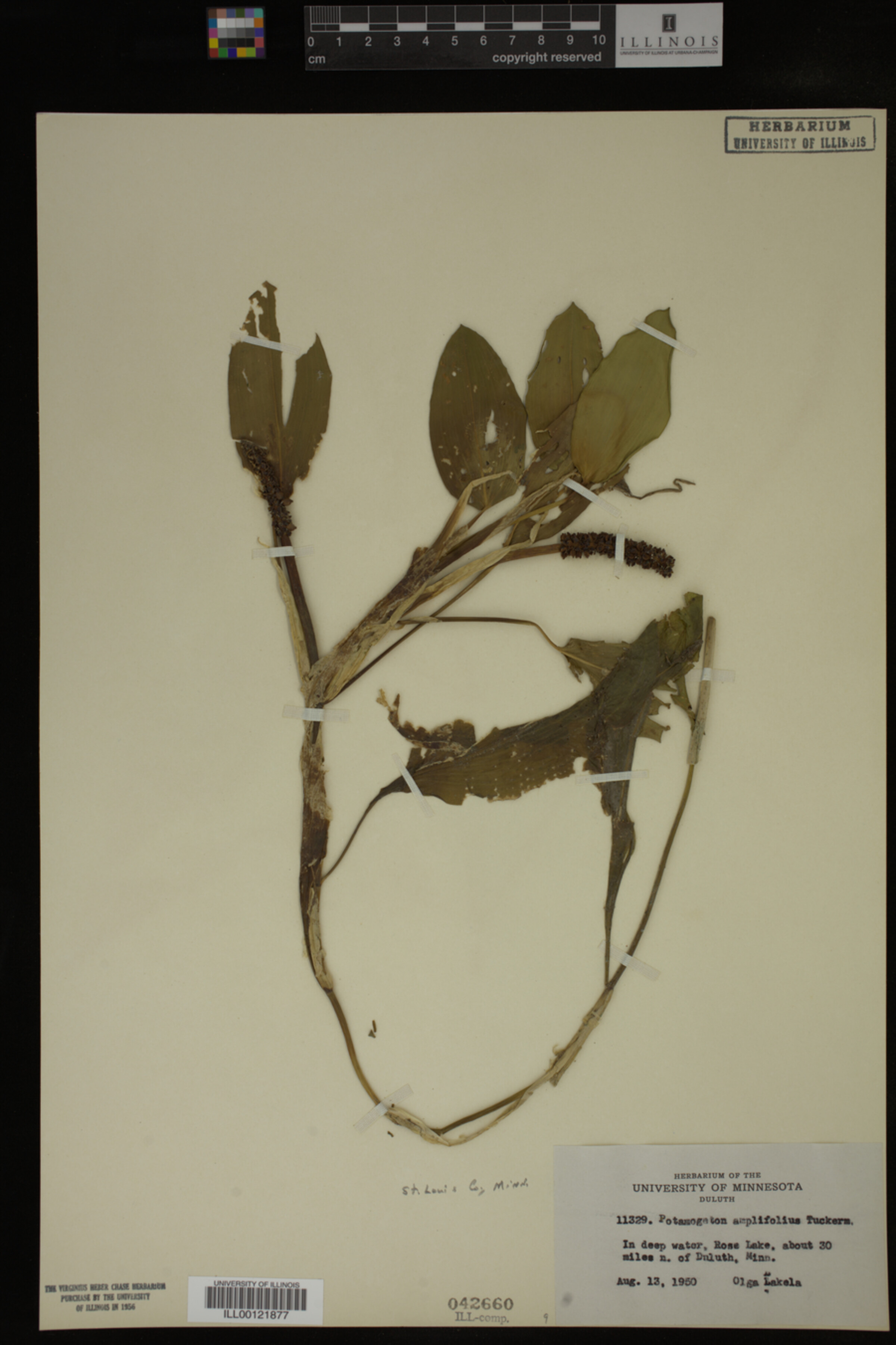Potamogeton amplifolius image
