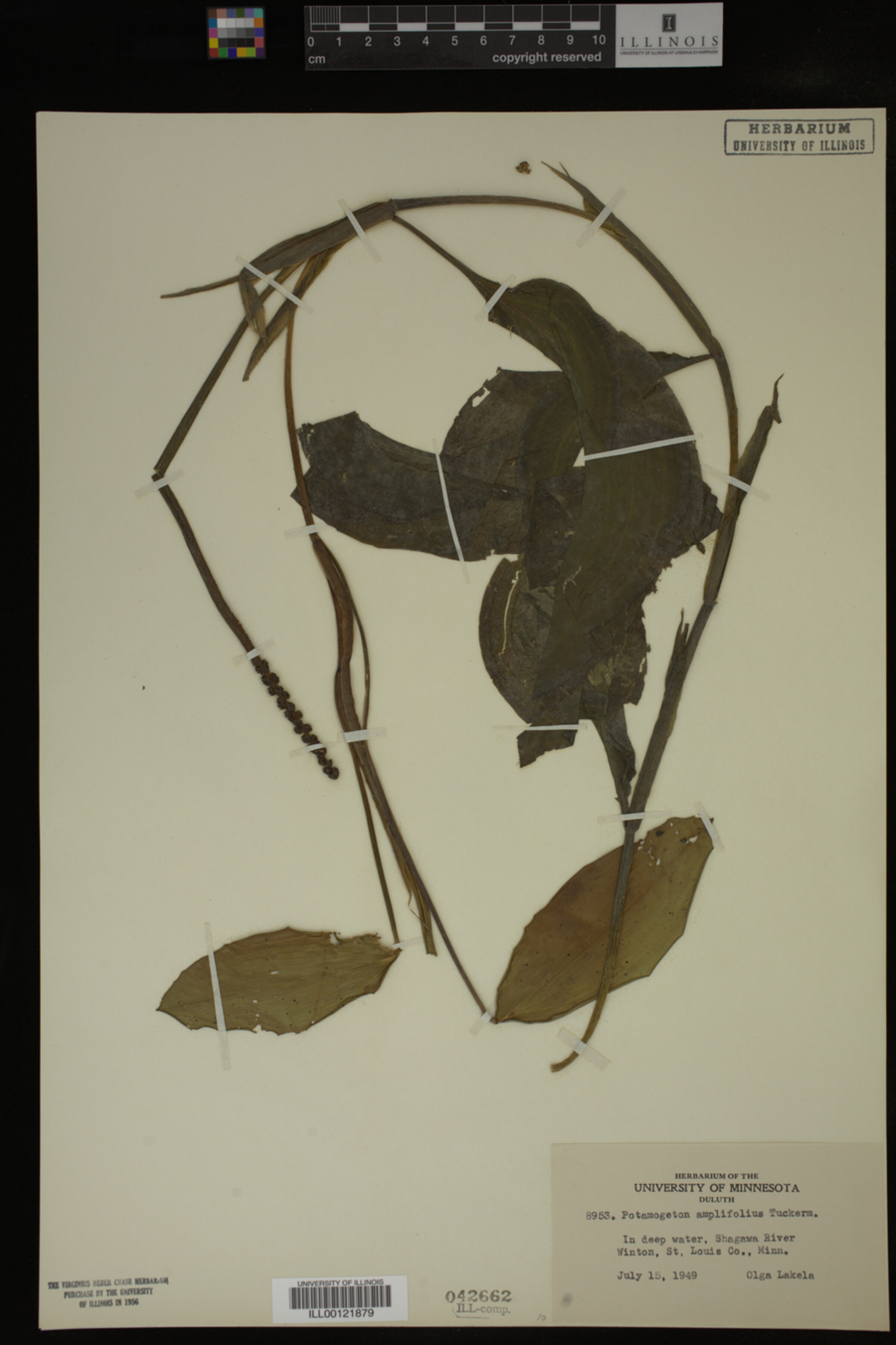 Potamogeton amplifolius image