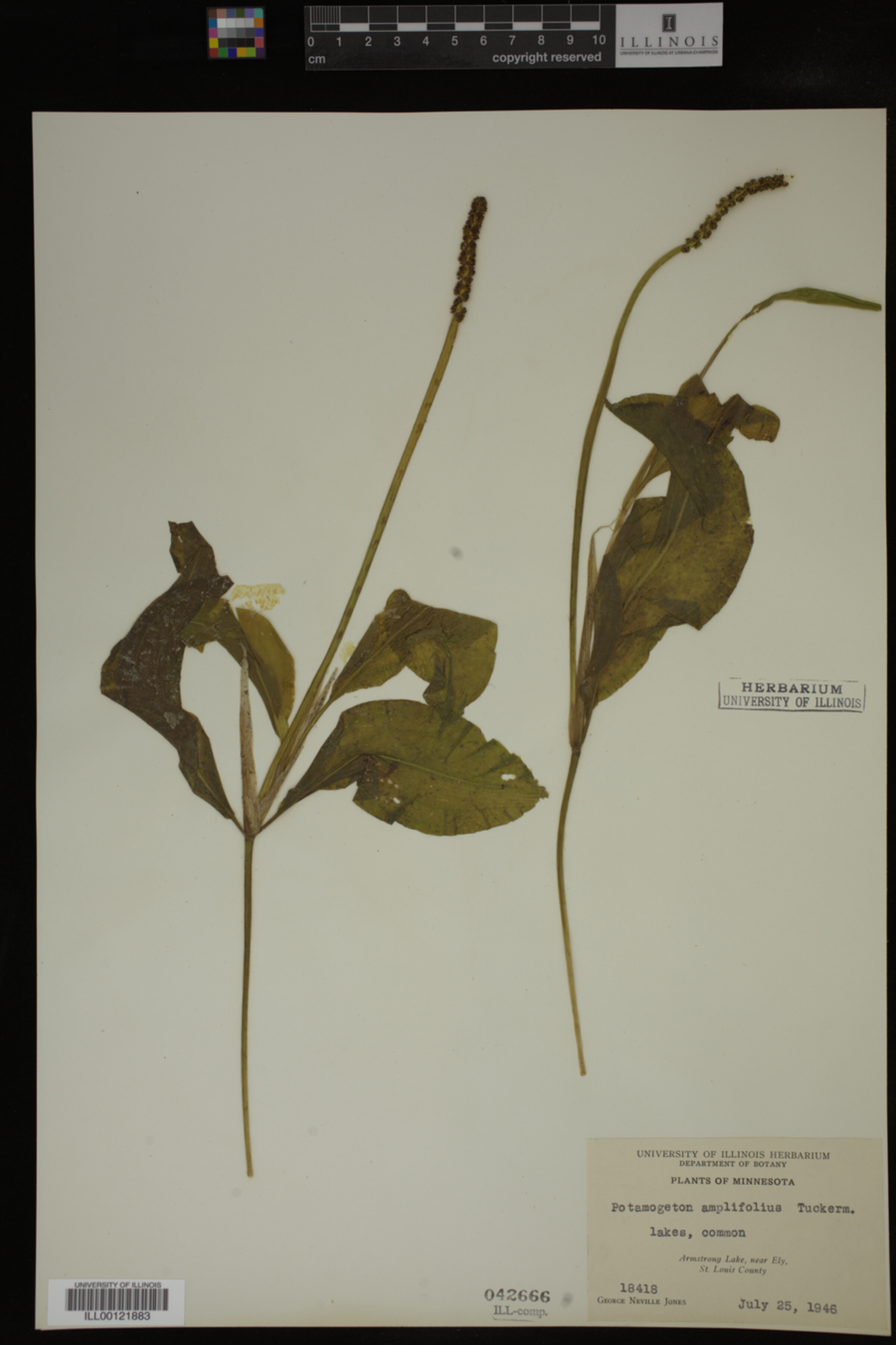 Potamogeton amplifolius image