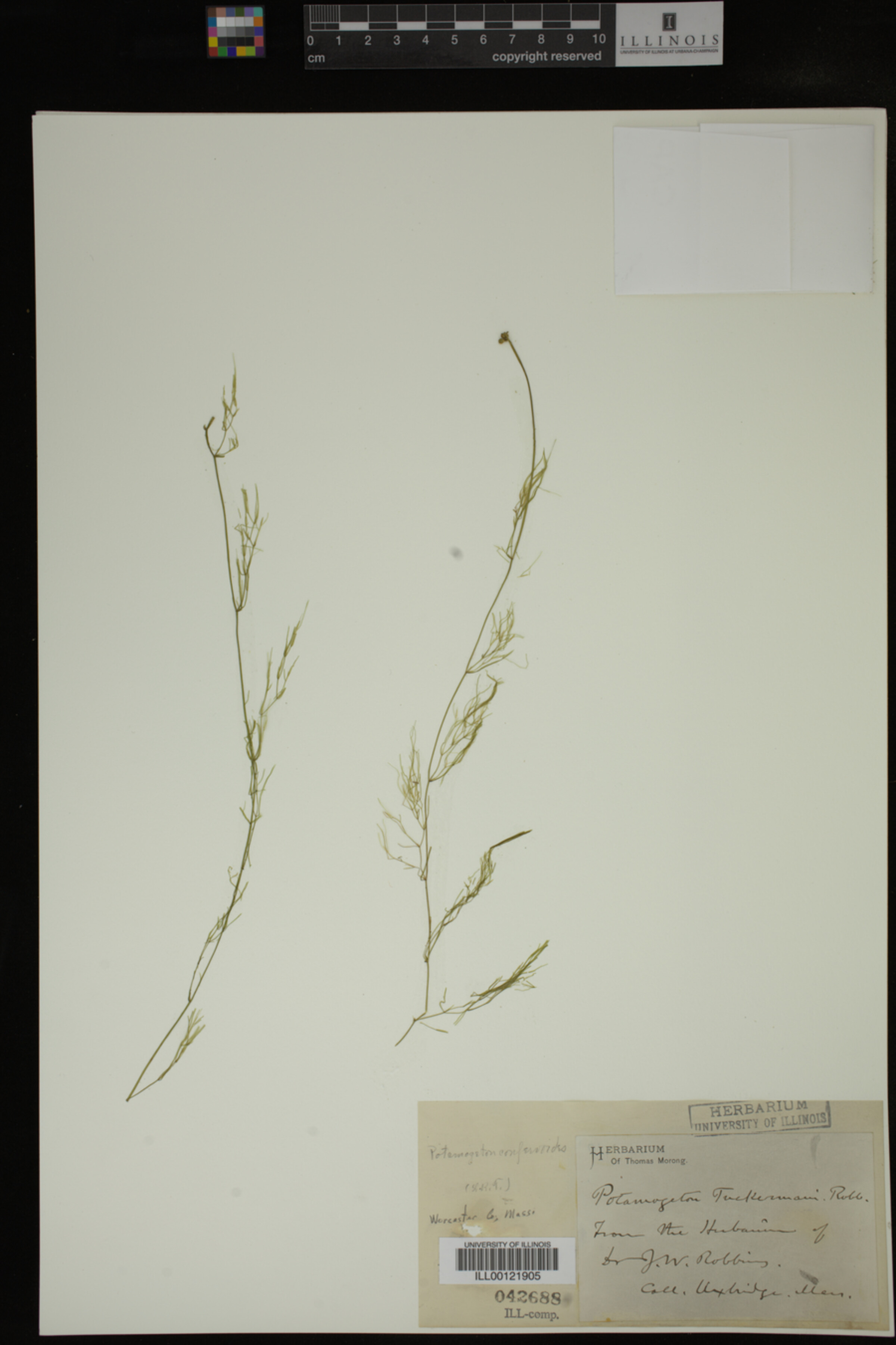 Potamogeton confervoides image