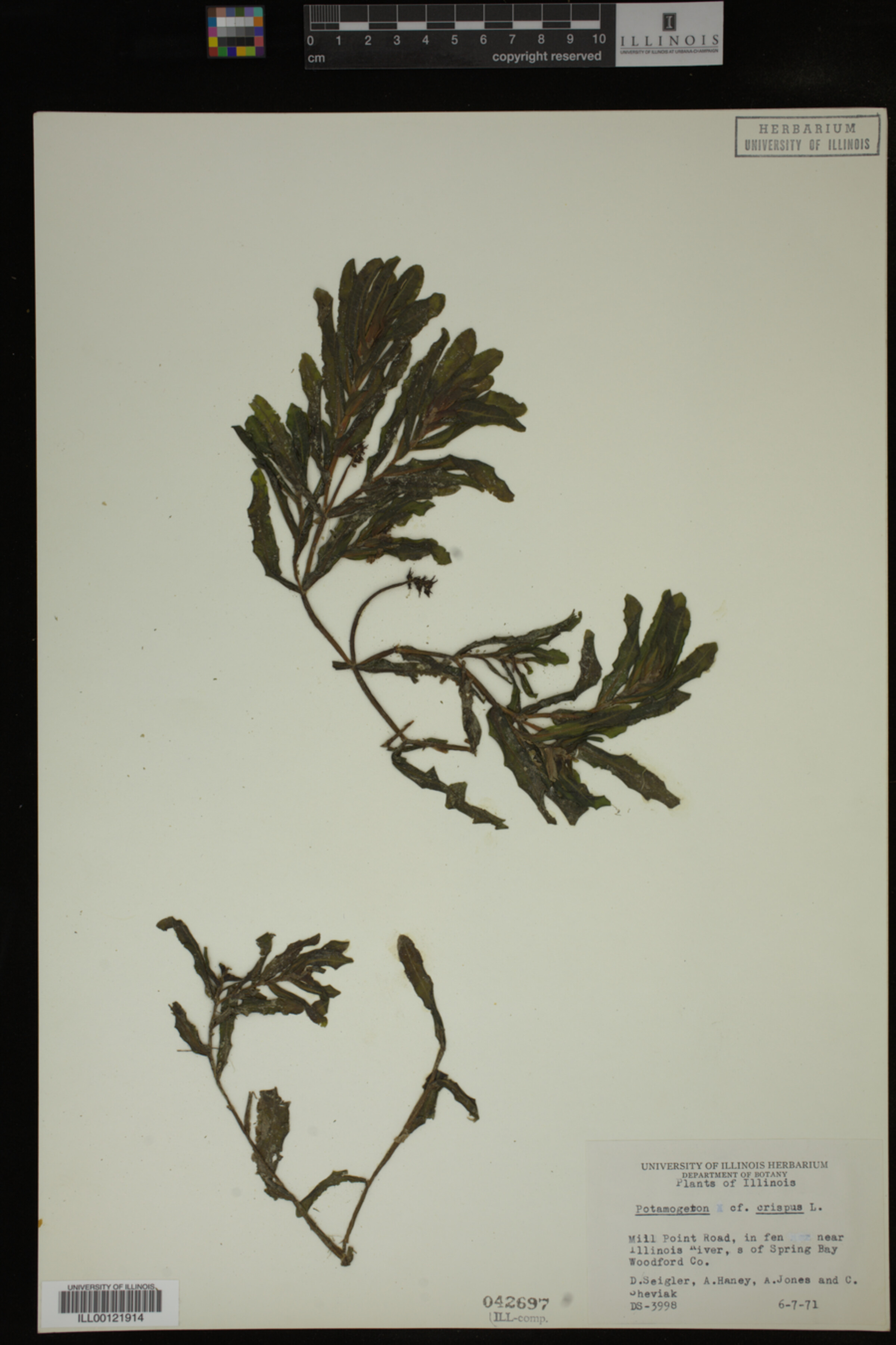 Potamogeton crispus image