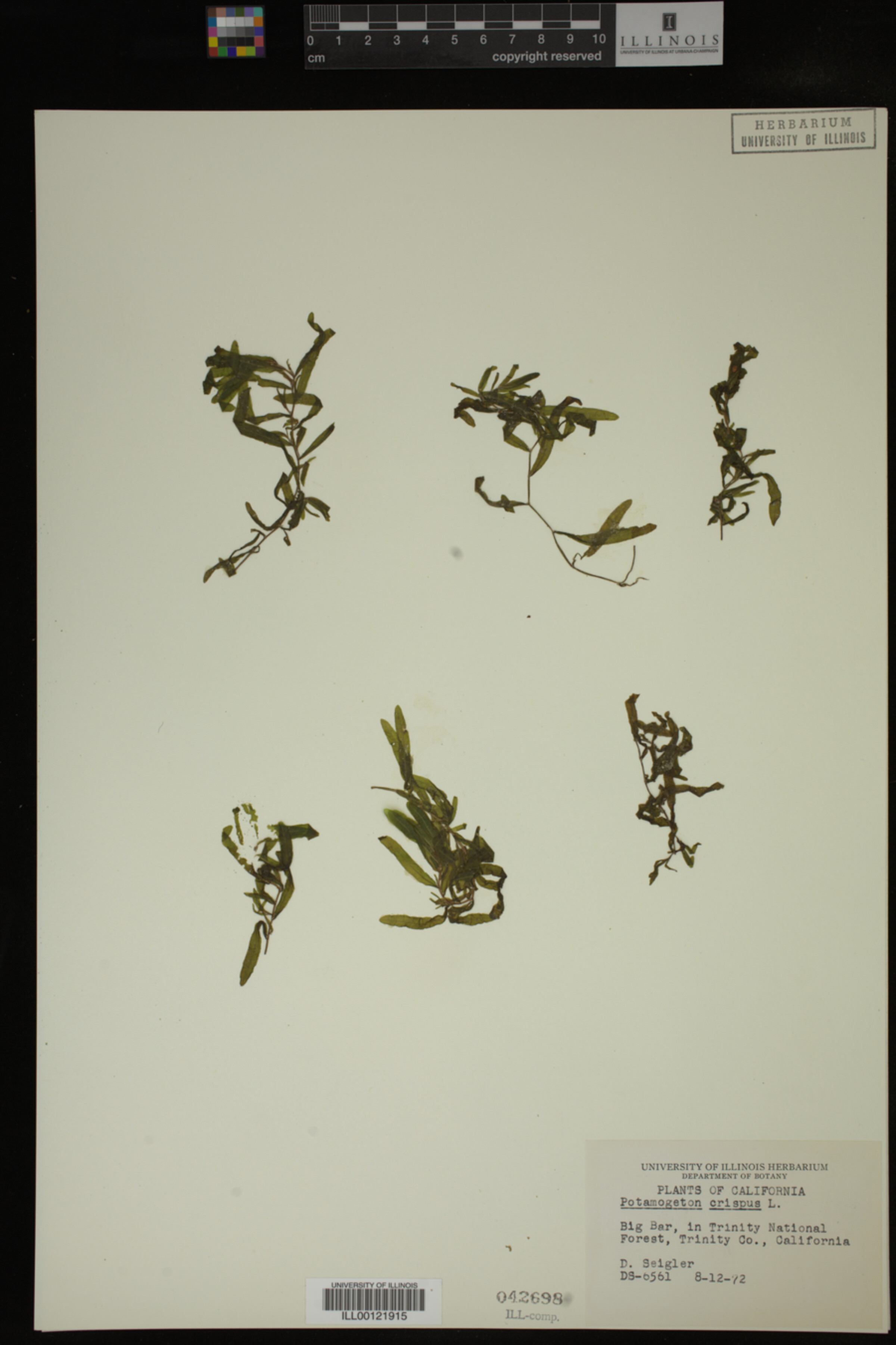 Potamogeton crispus image