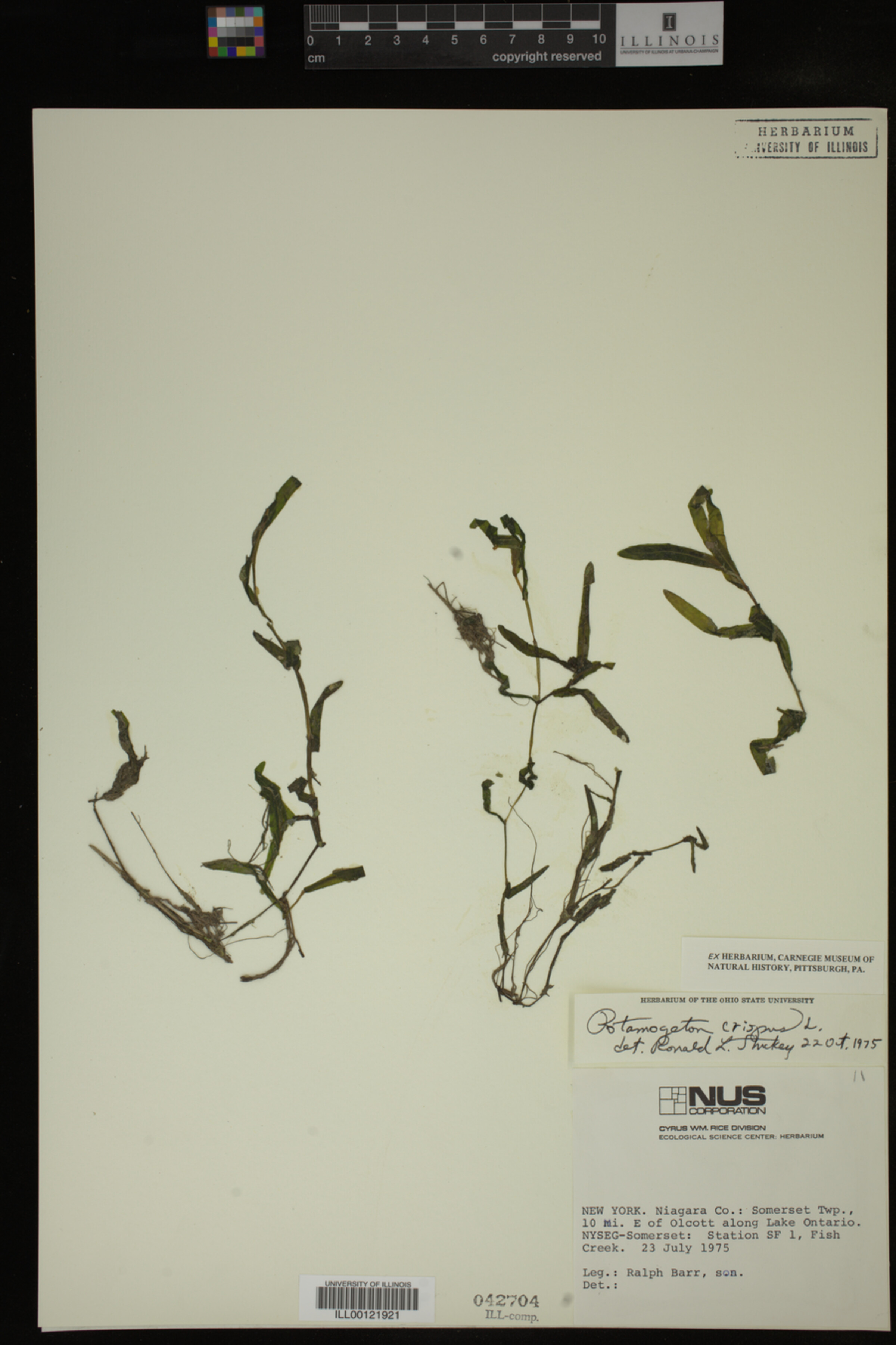 Potamogeton crispus image