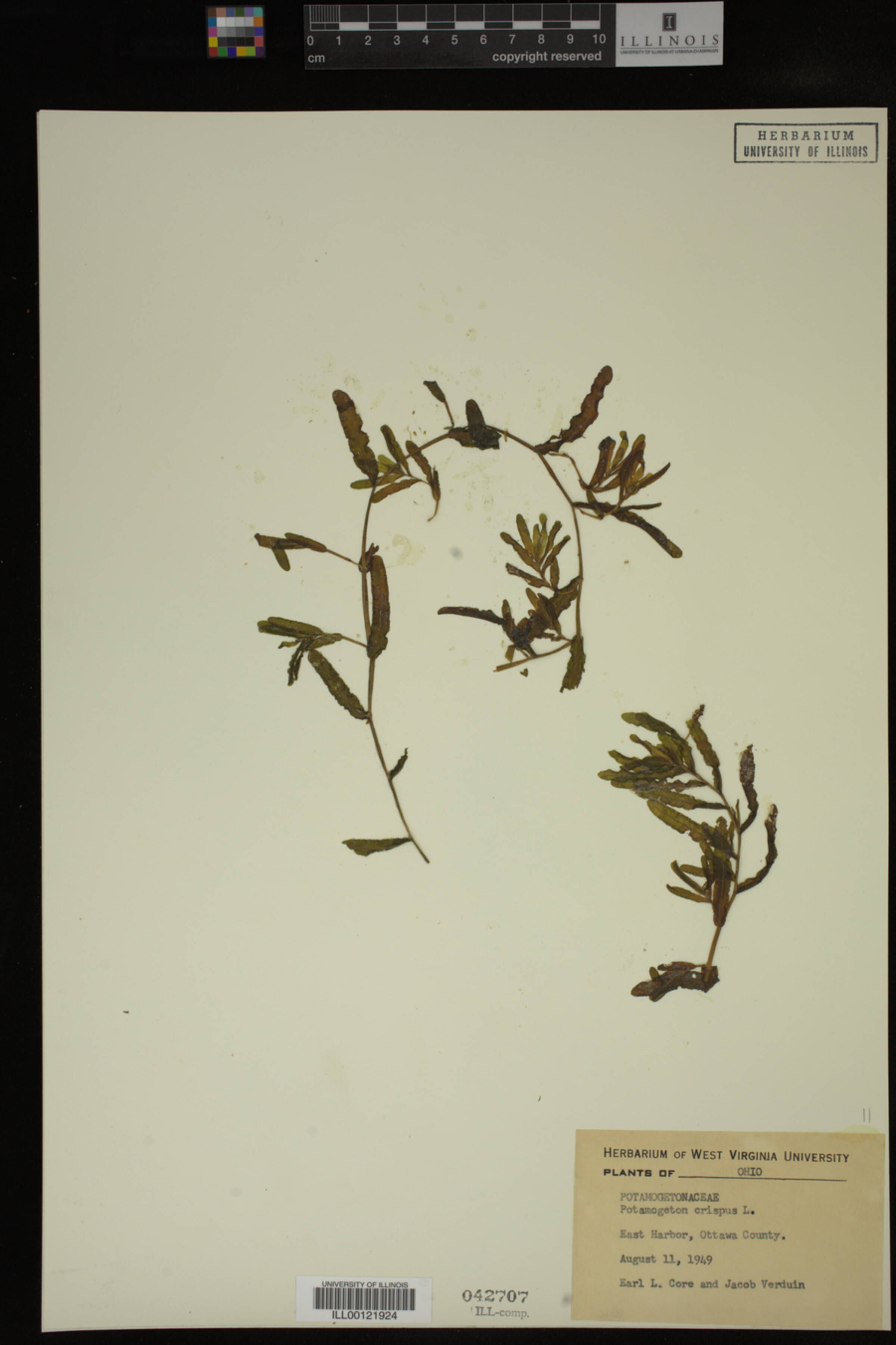 Potamogeton crispus image
