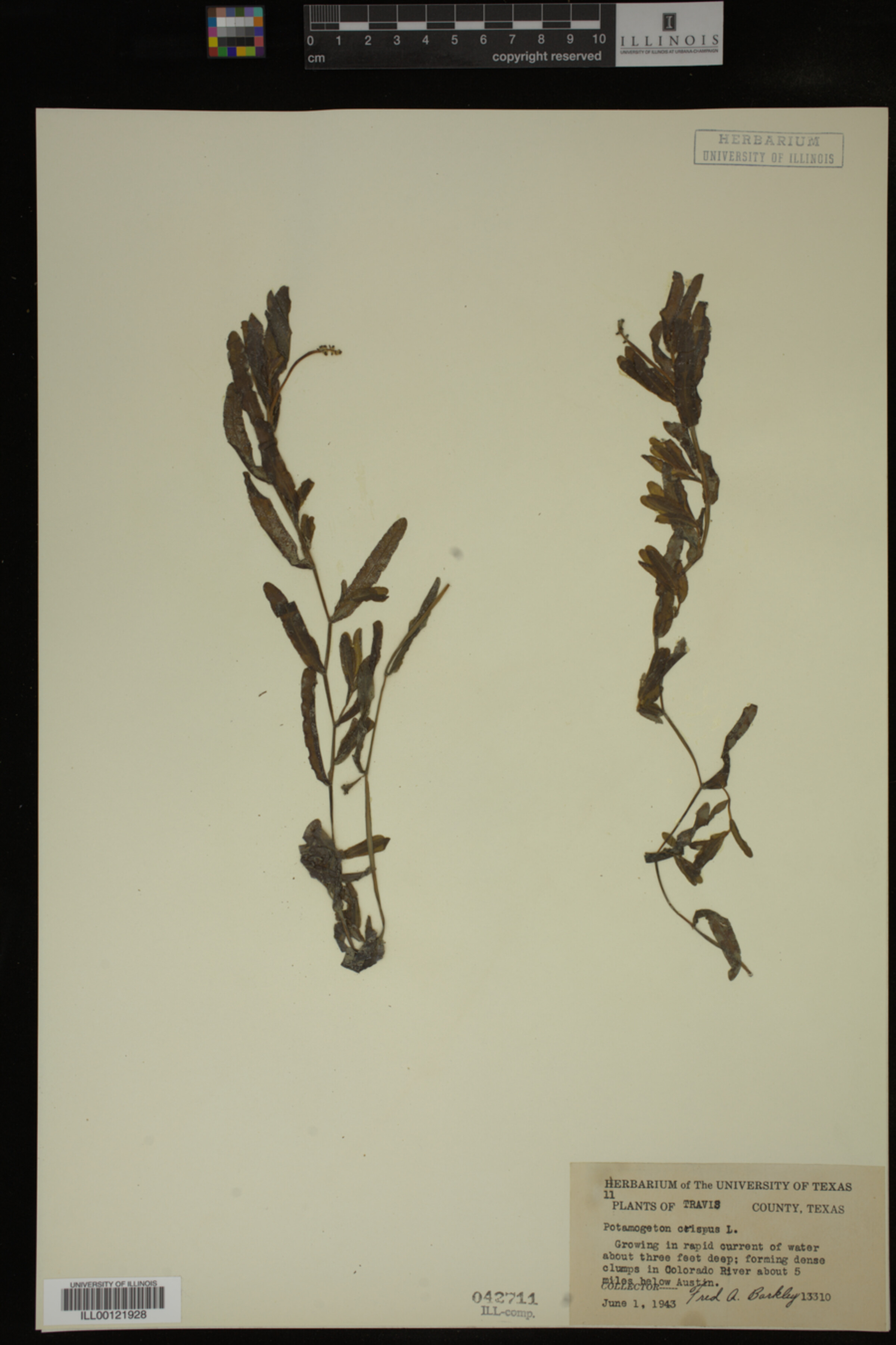 Potamogeton crispus image