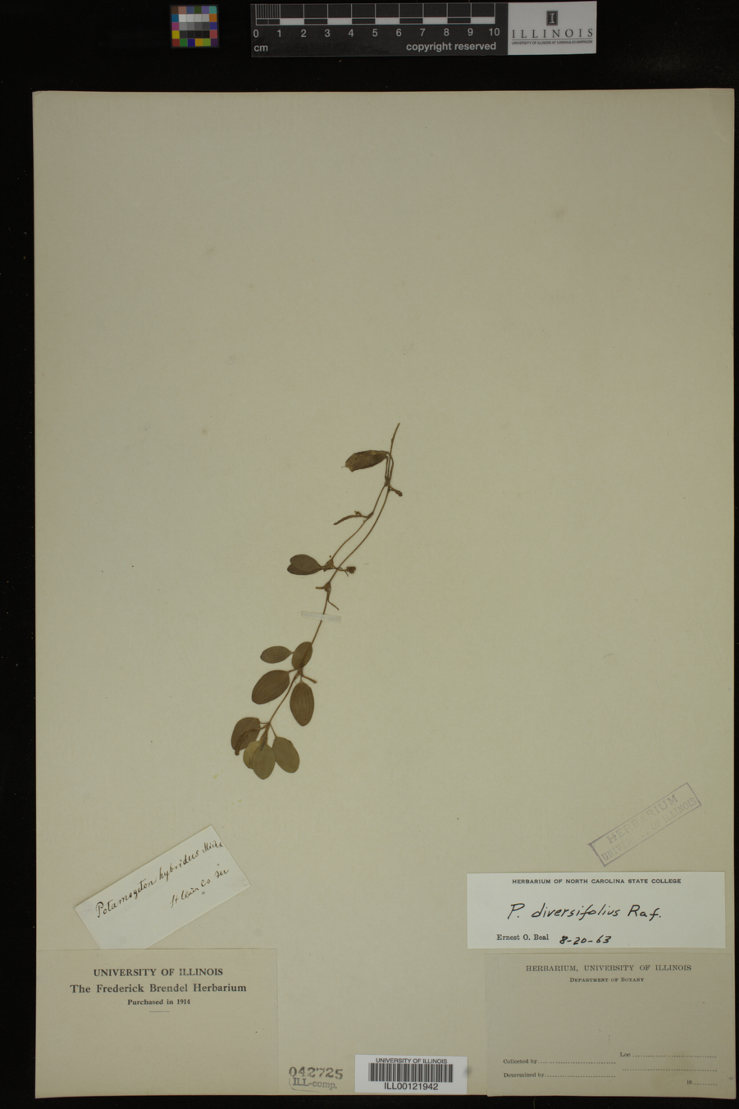 Potamogeton diversifolius image