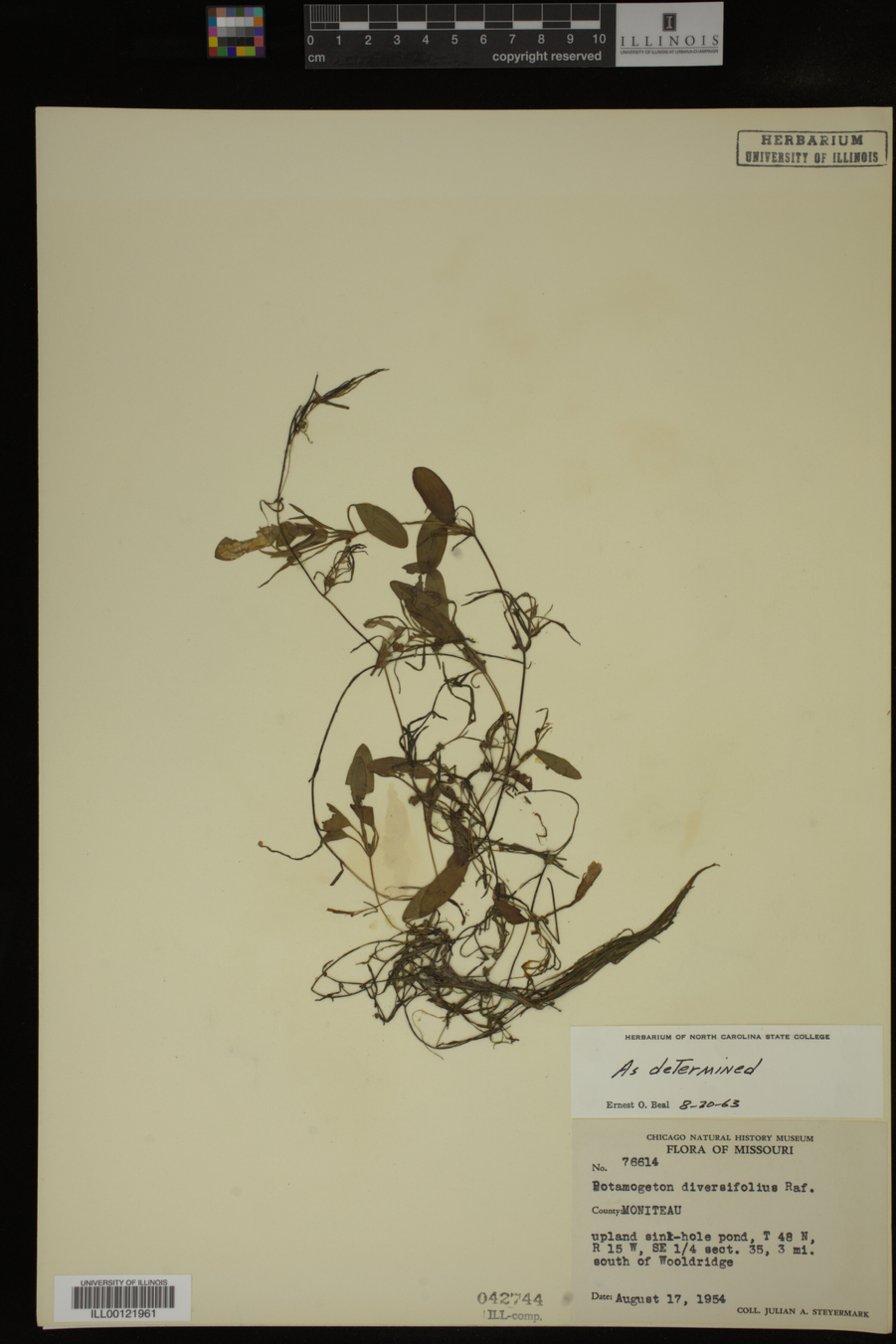 Potamogeton diversifolius image