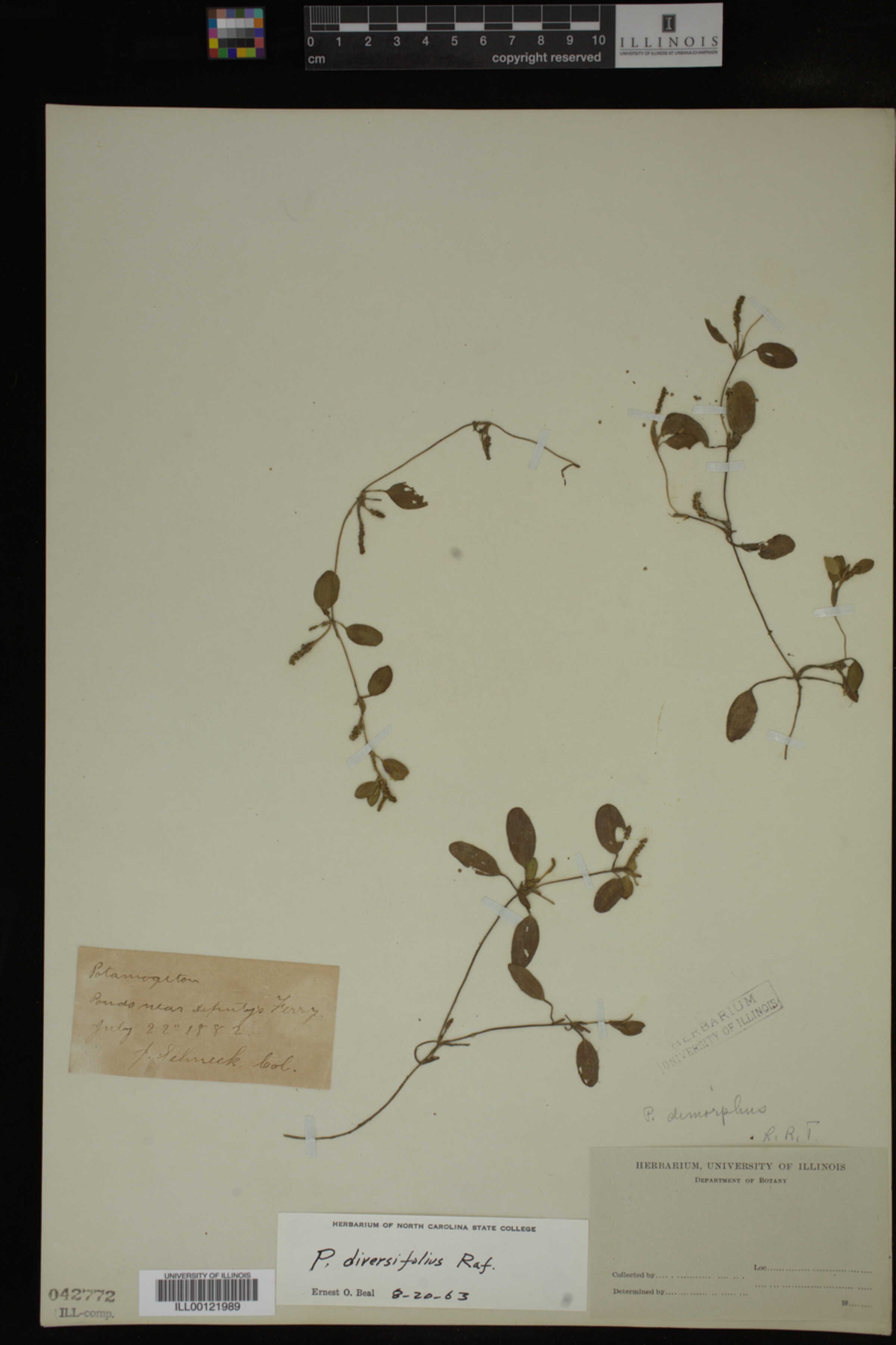 Potamogeton diversifolius image