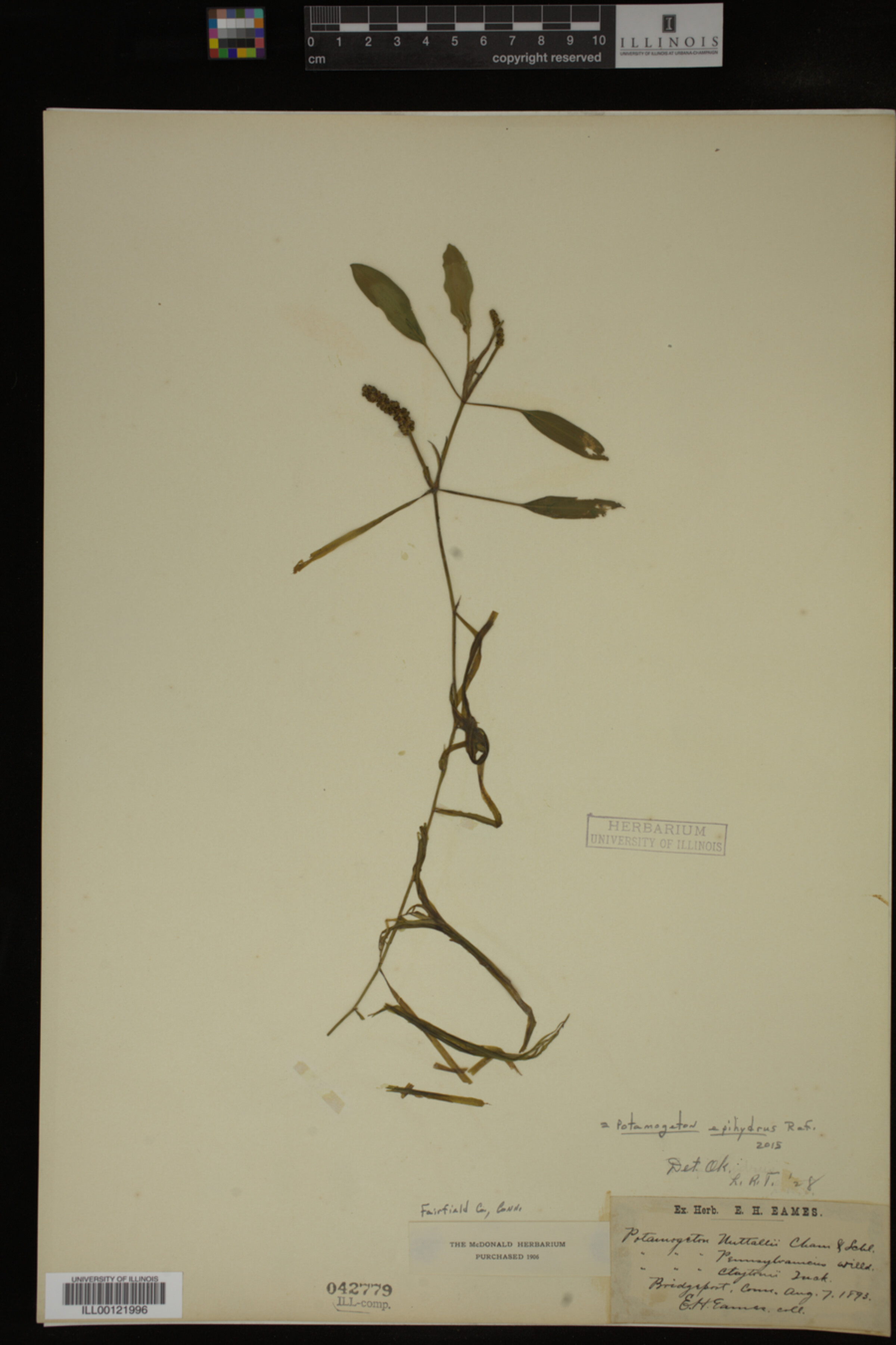 Potamogeton epihydrus image