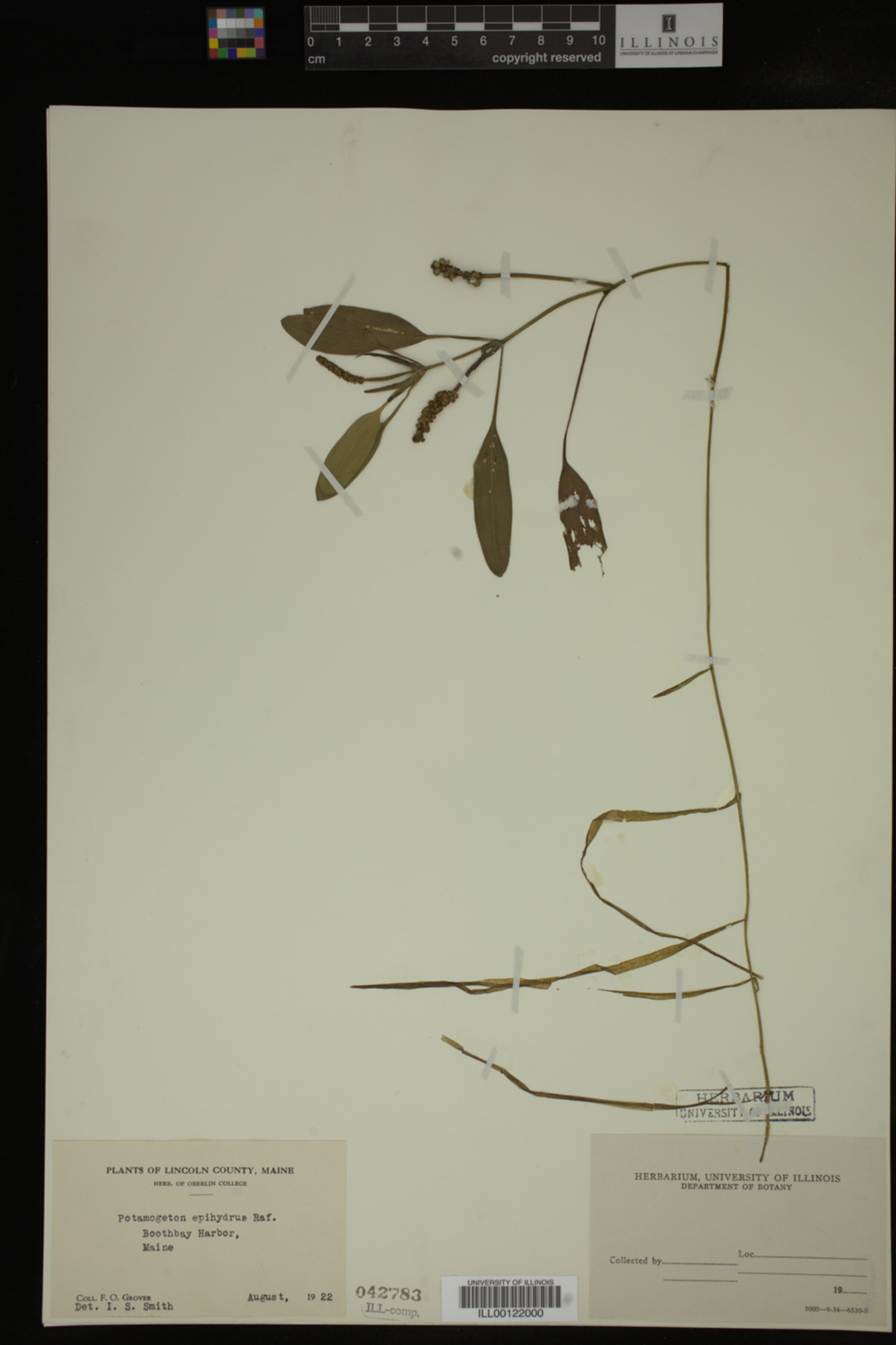 Potamogeton image