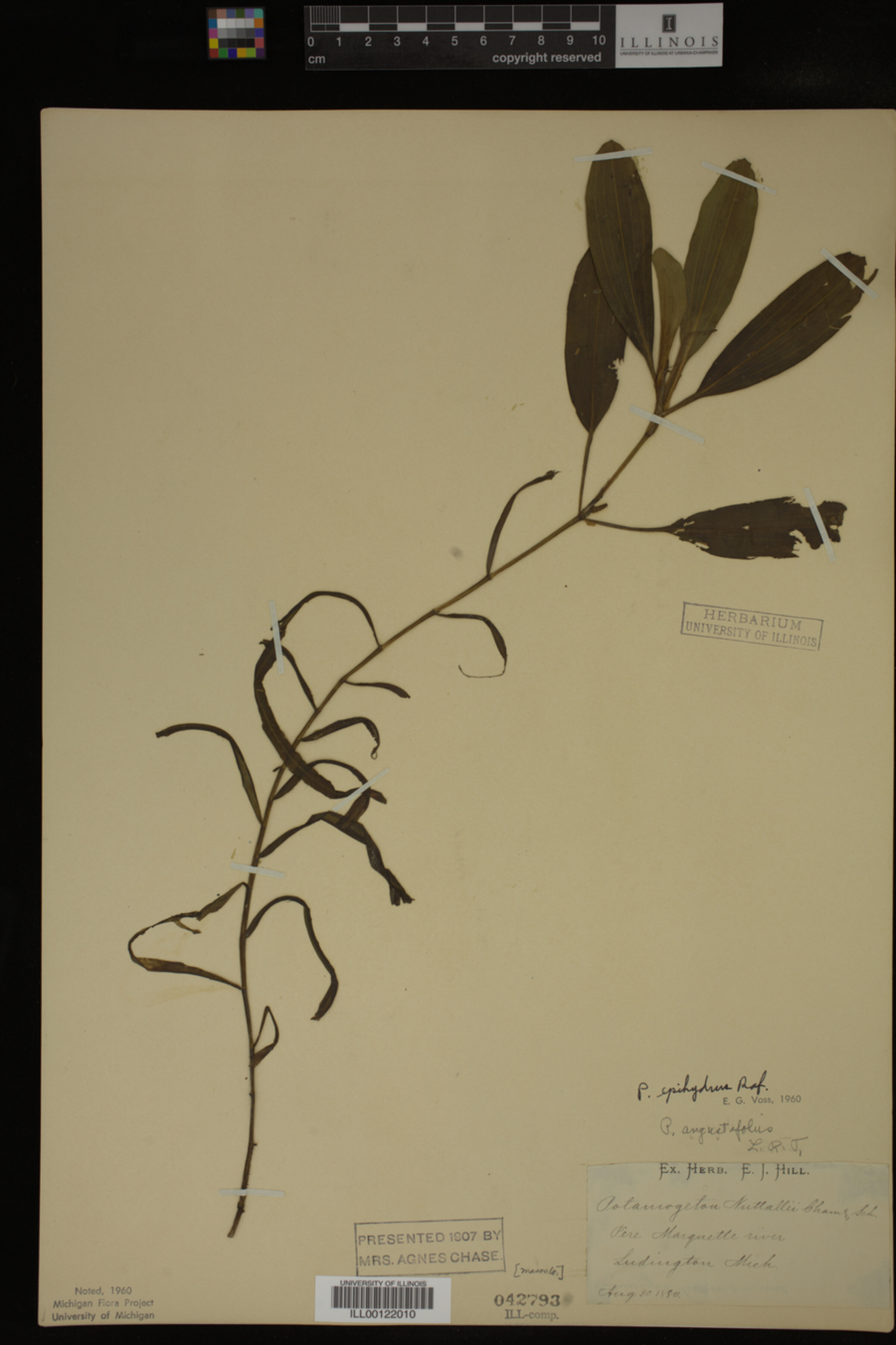 Potamogeton epihydrus image