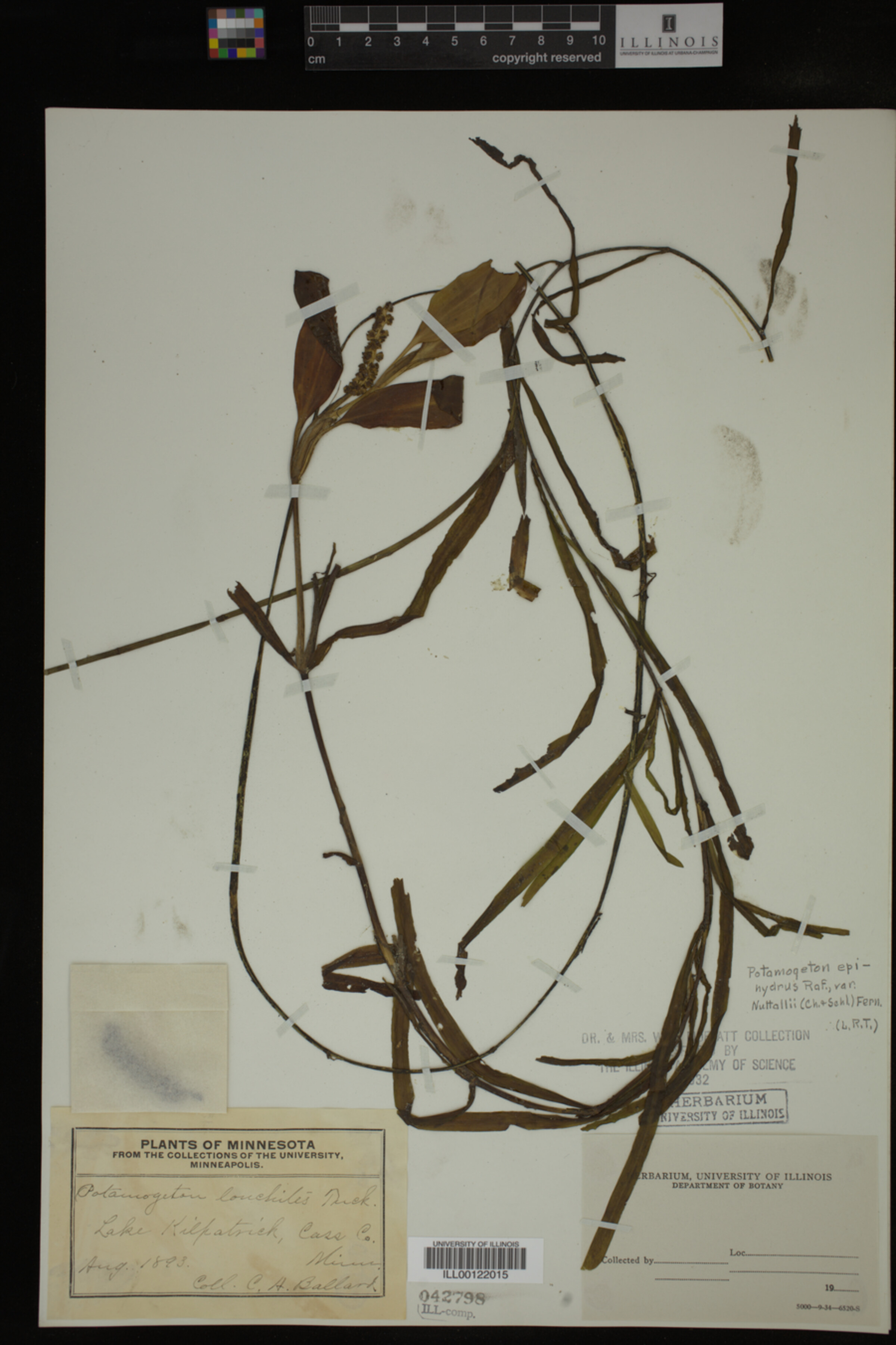 Potamogeton epihydrus image