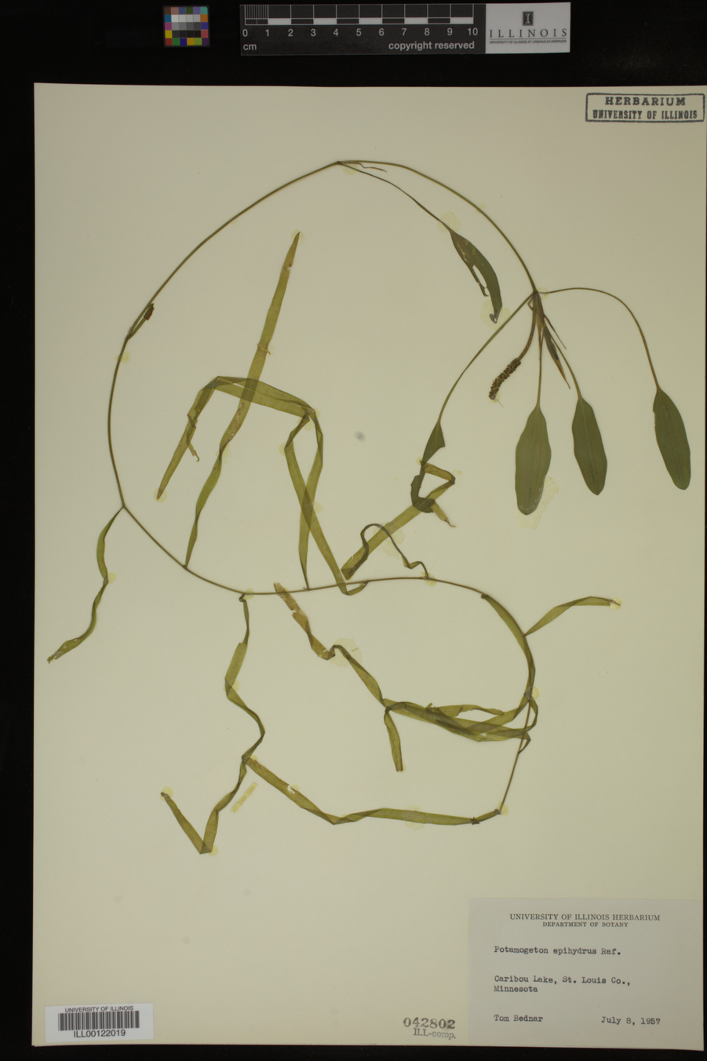 Potamogeton epihydrus image