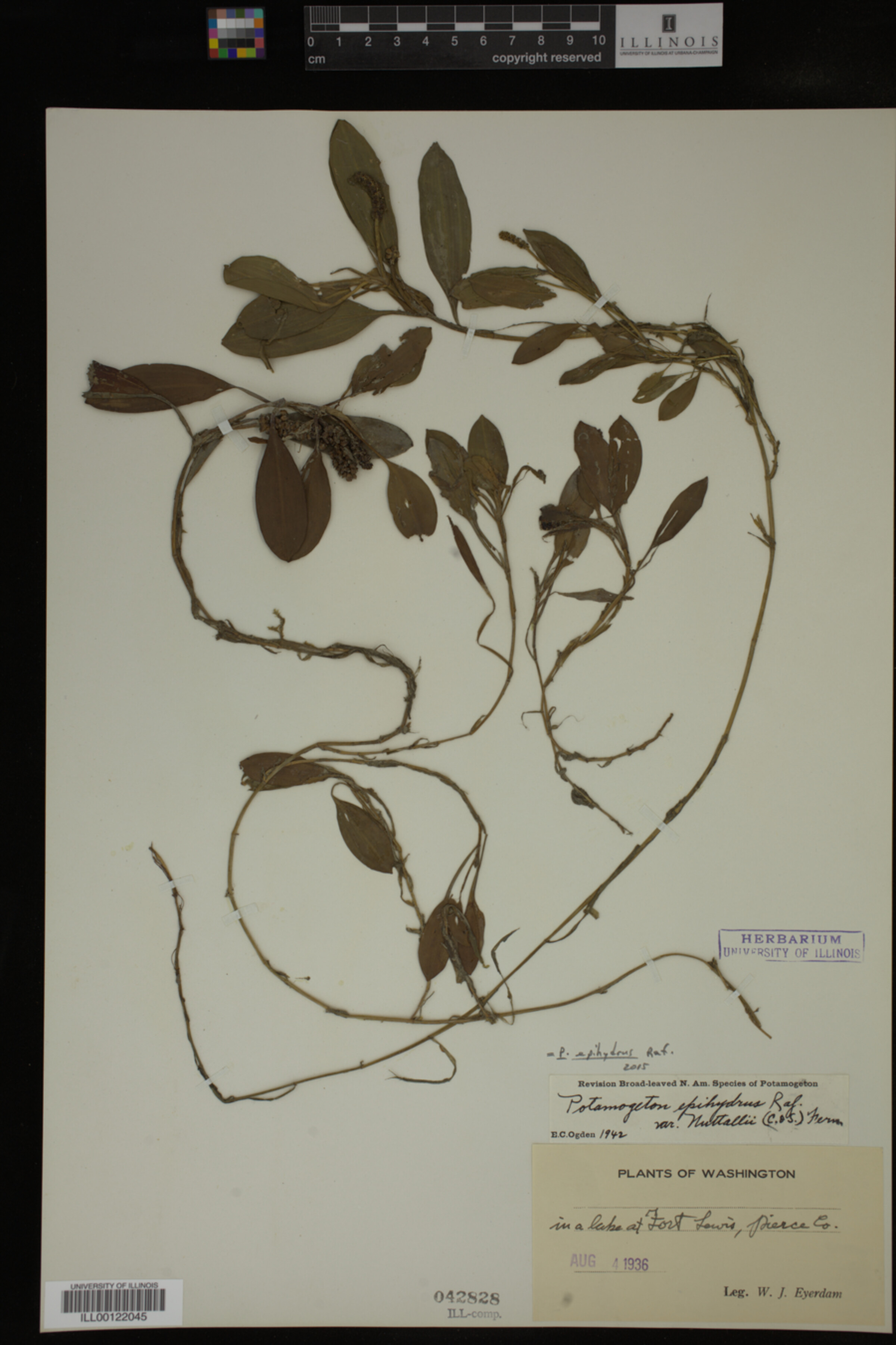 Potamogeton epihydrus image