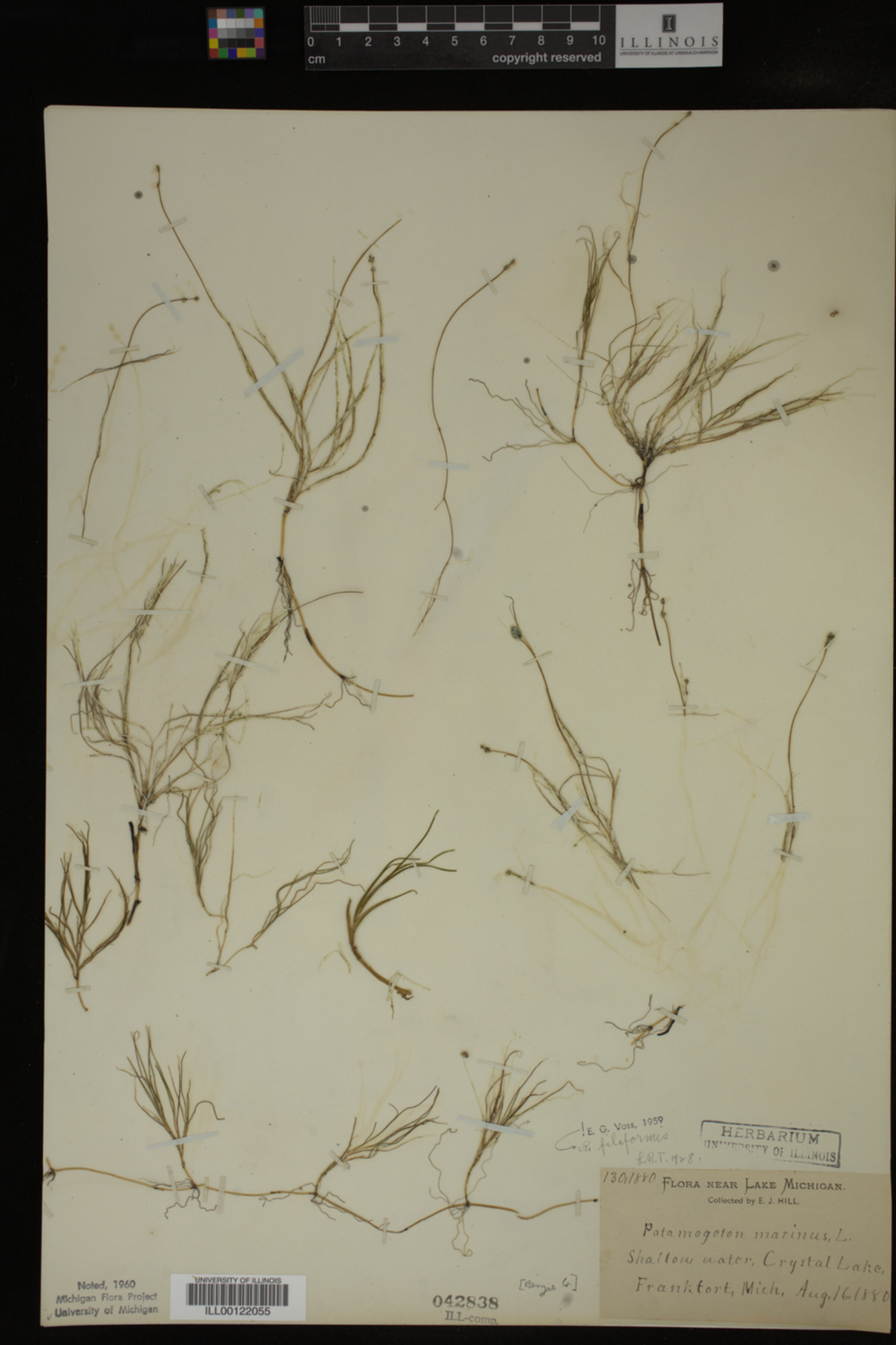 Potamogeton filiformis image