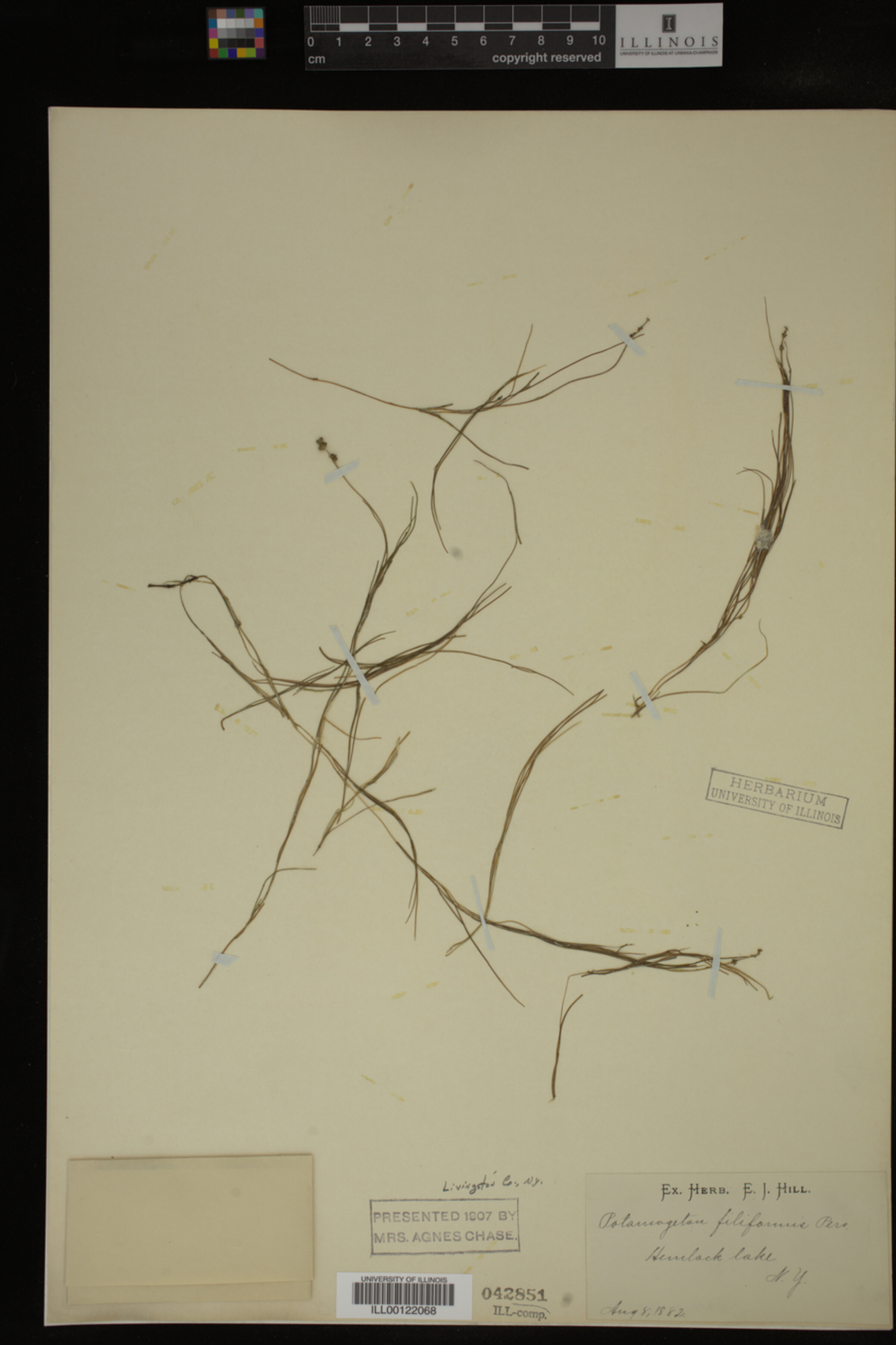 Potamogeton filiformis image