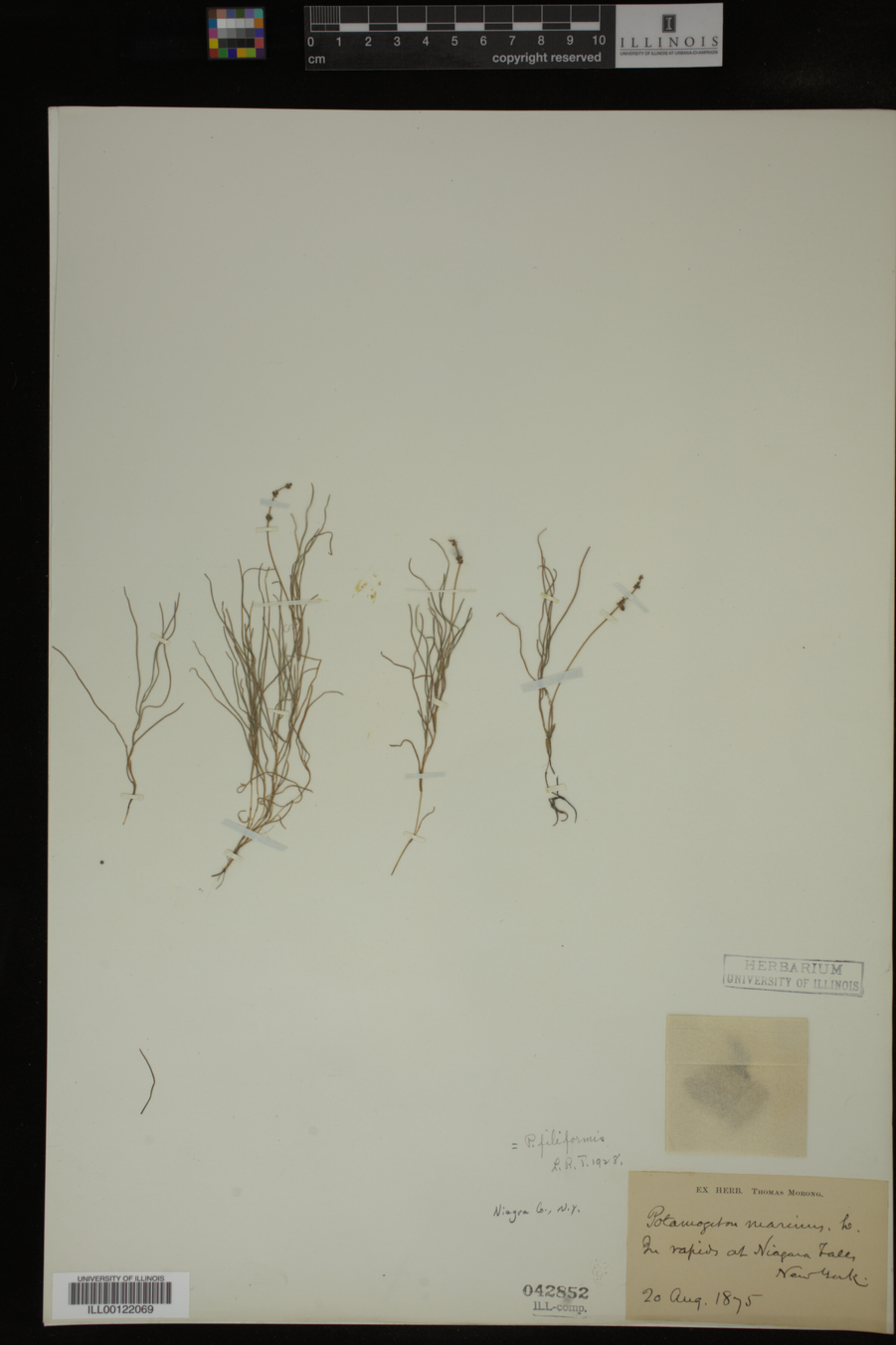 Potamogeton filiformis image