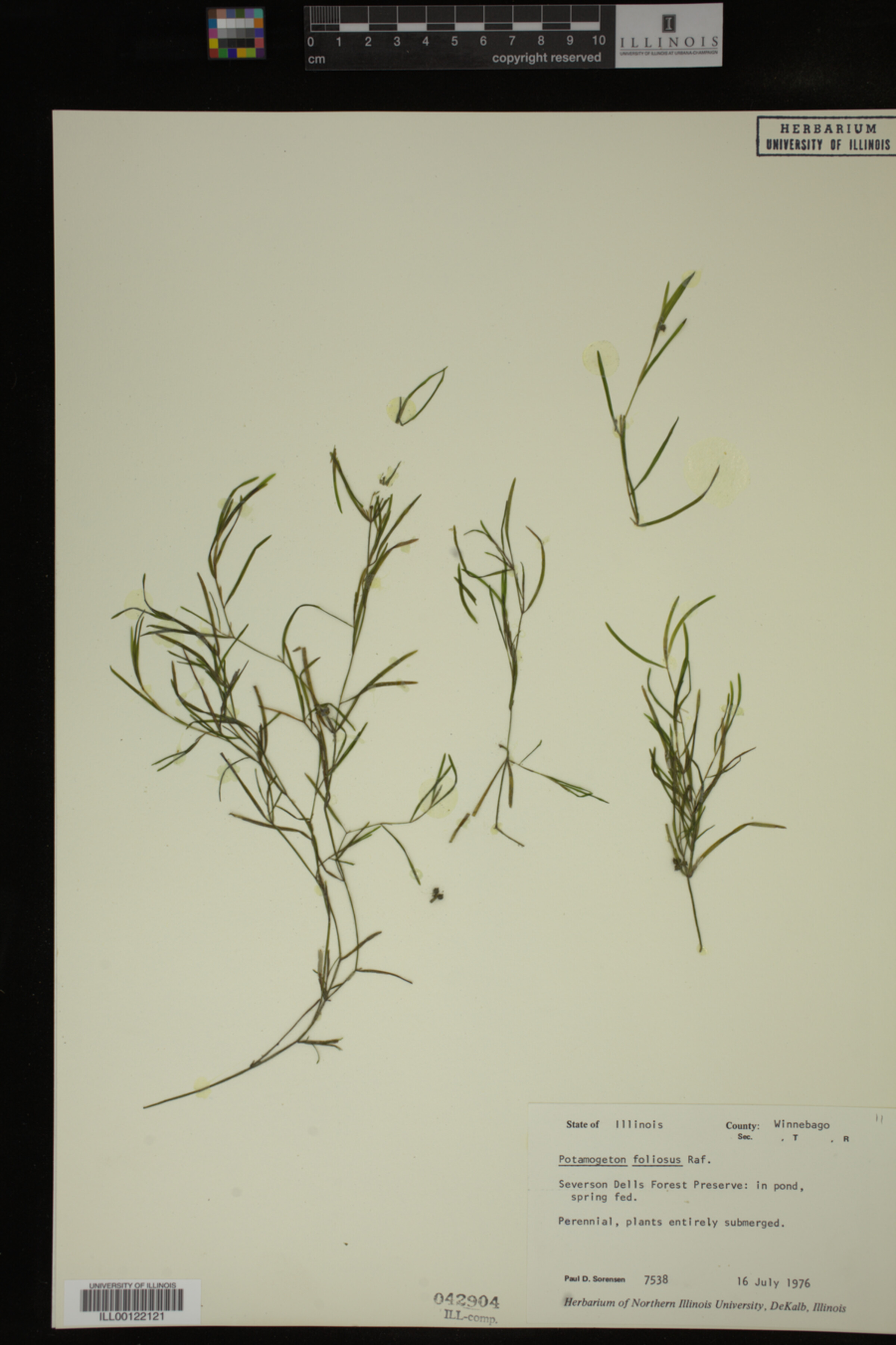 Potamogeton foliosus image