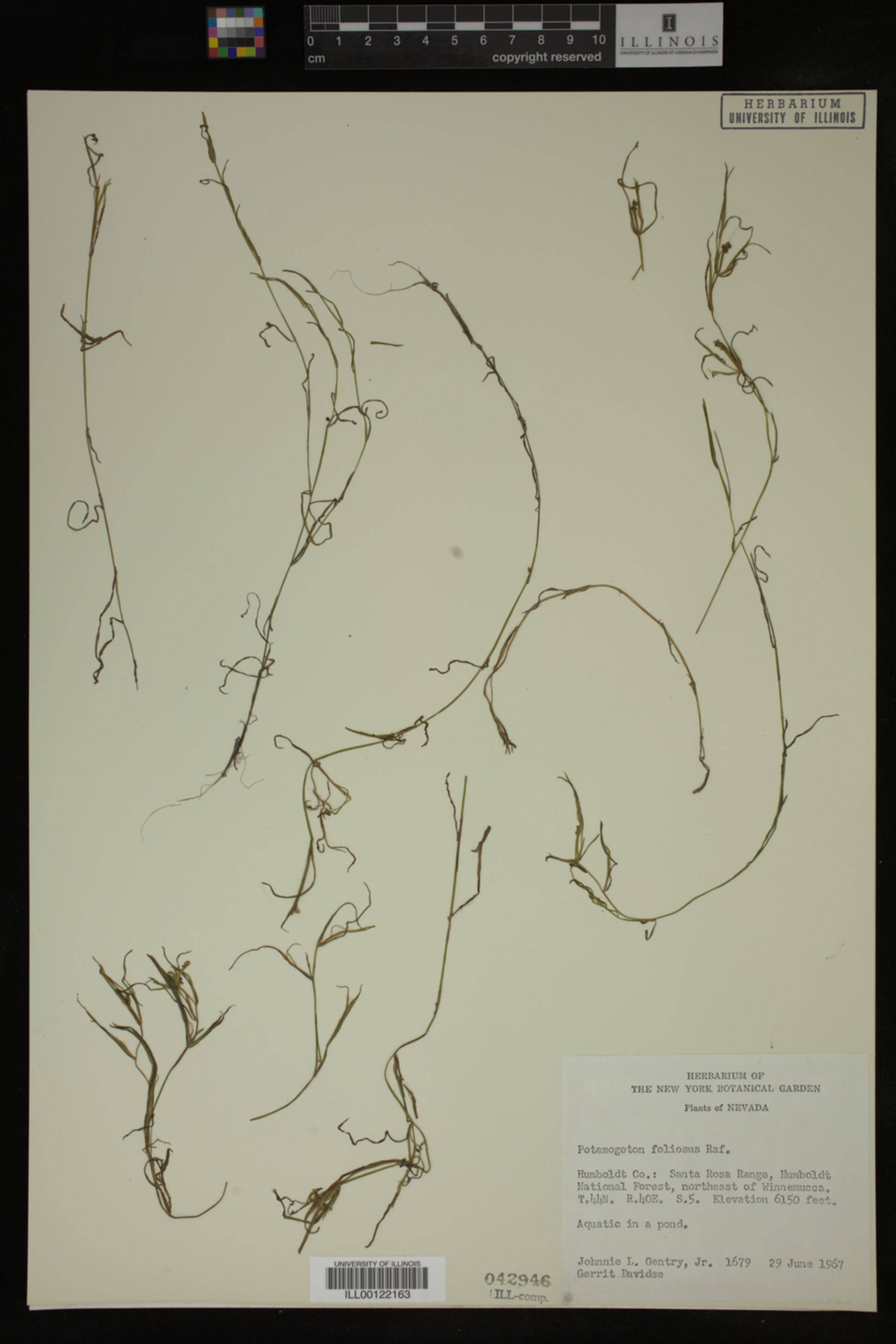 Potamogeton foliosus image