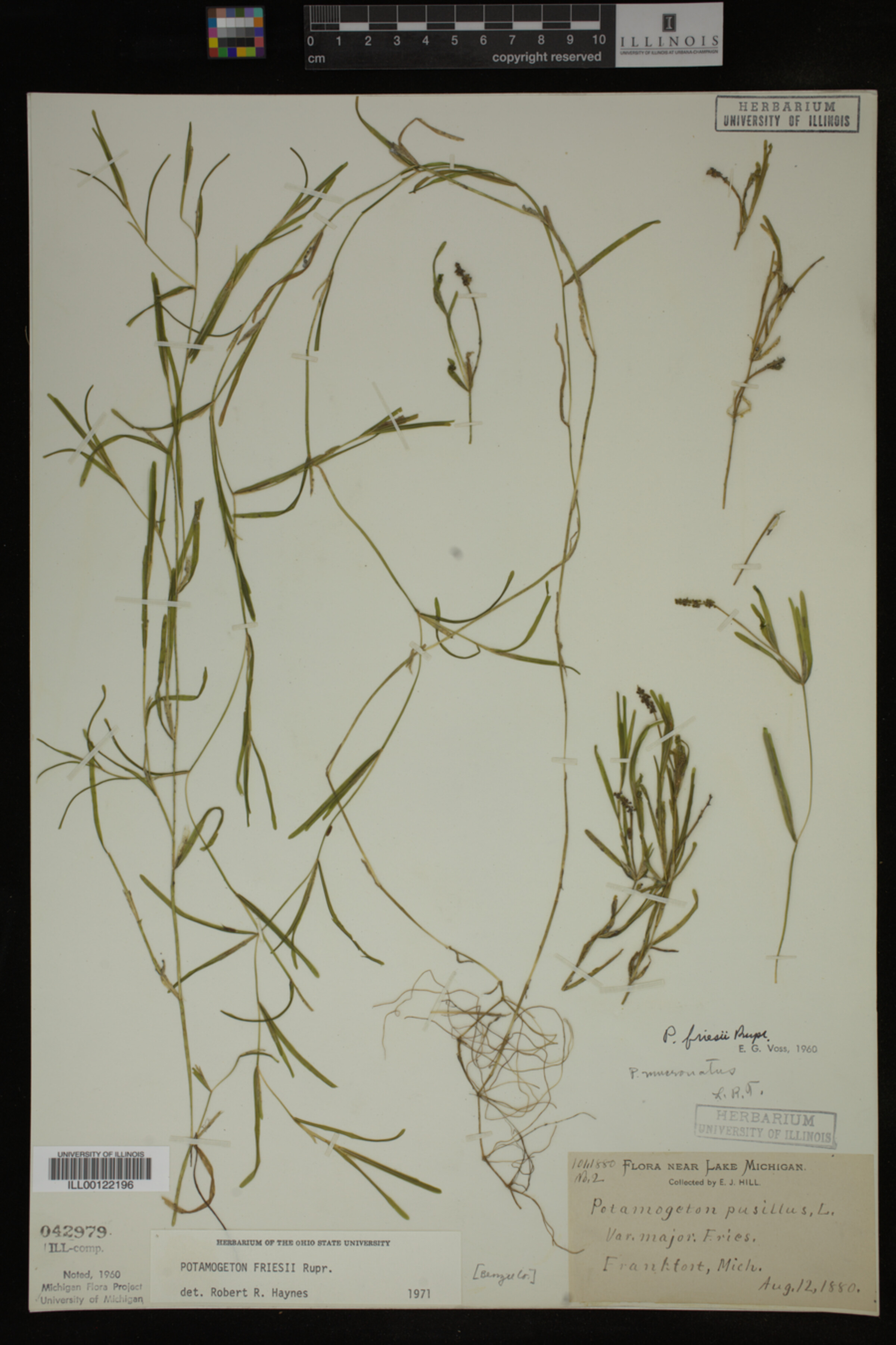 Potamogeton friesii image