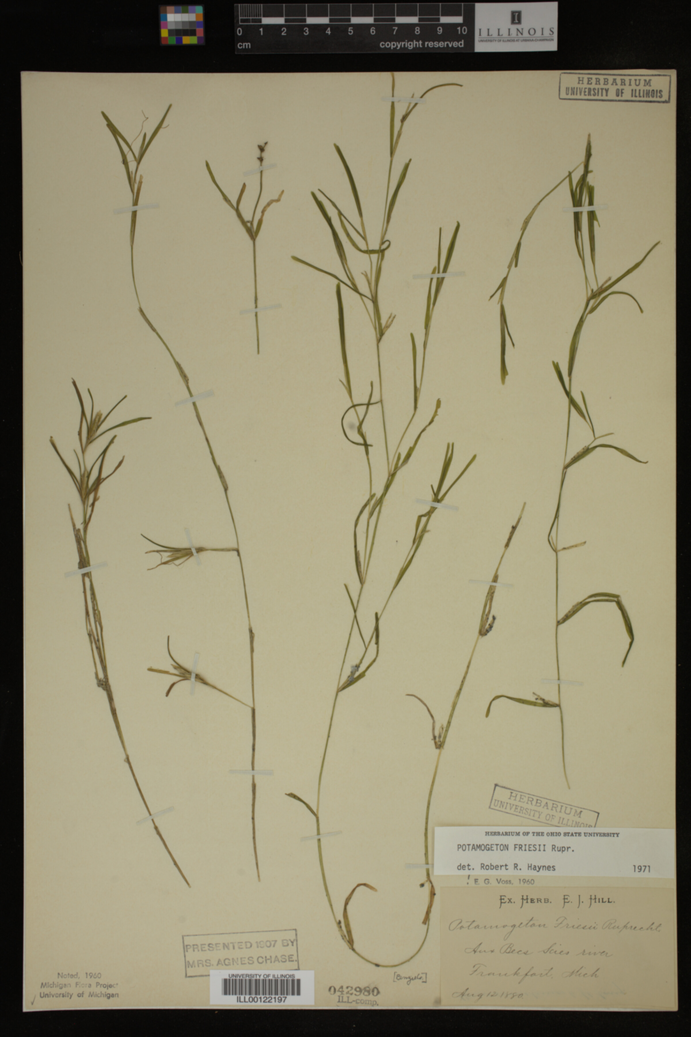 Potamogeton friesii image