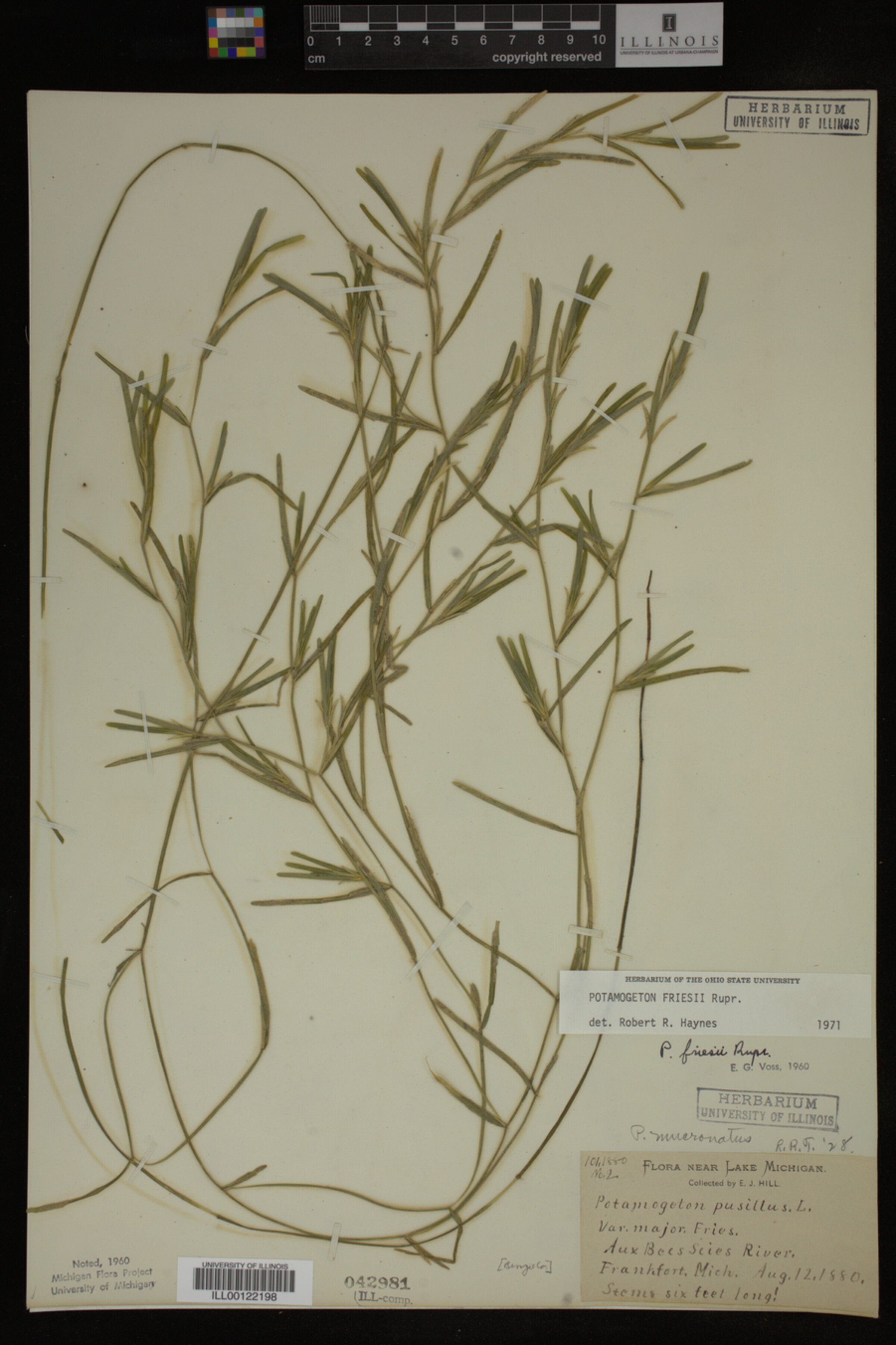 Potamogeton friesii image