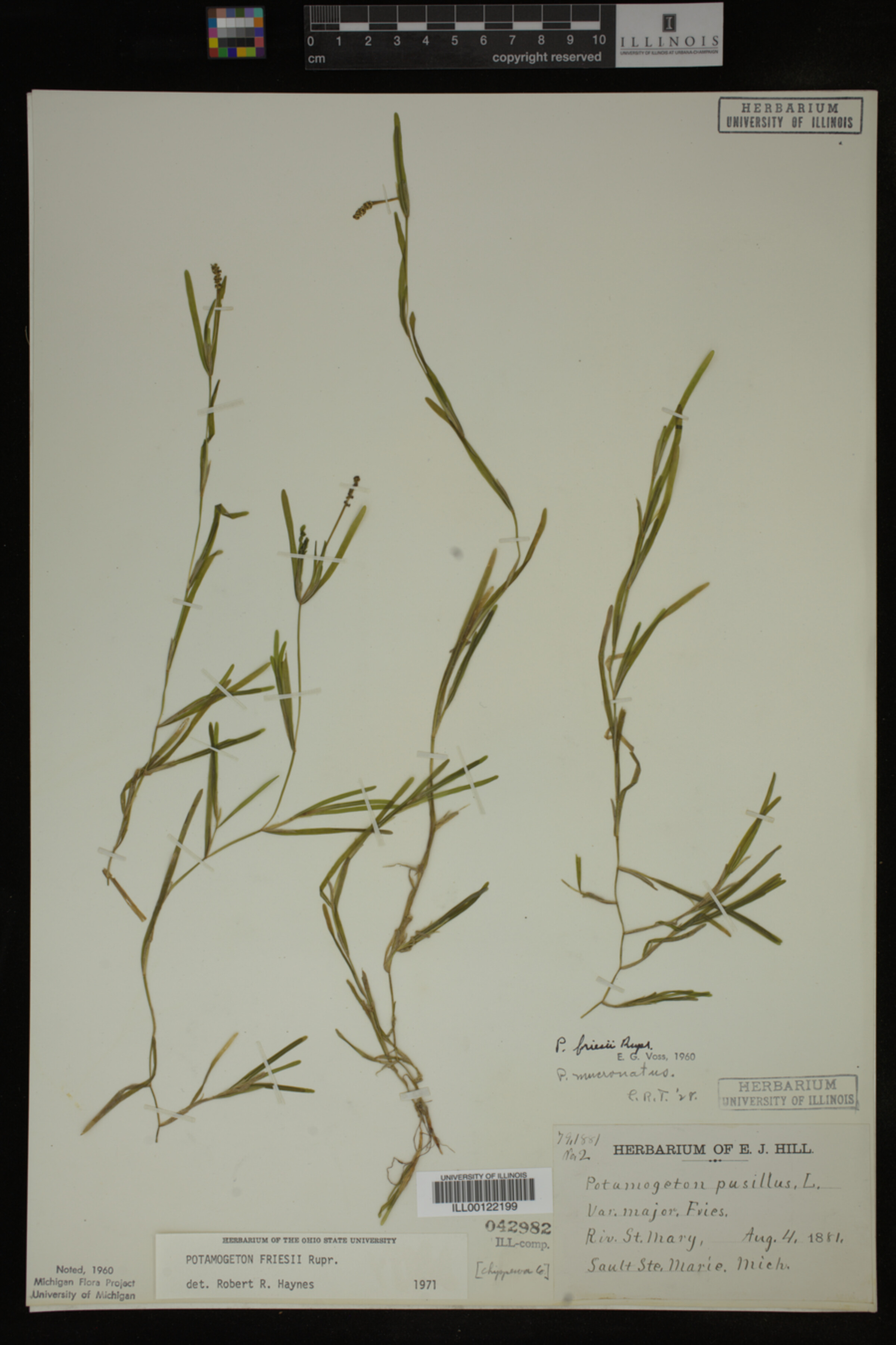 Potamogeton friesii image