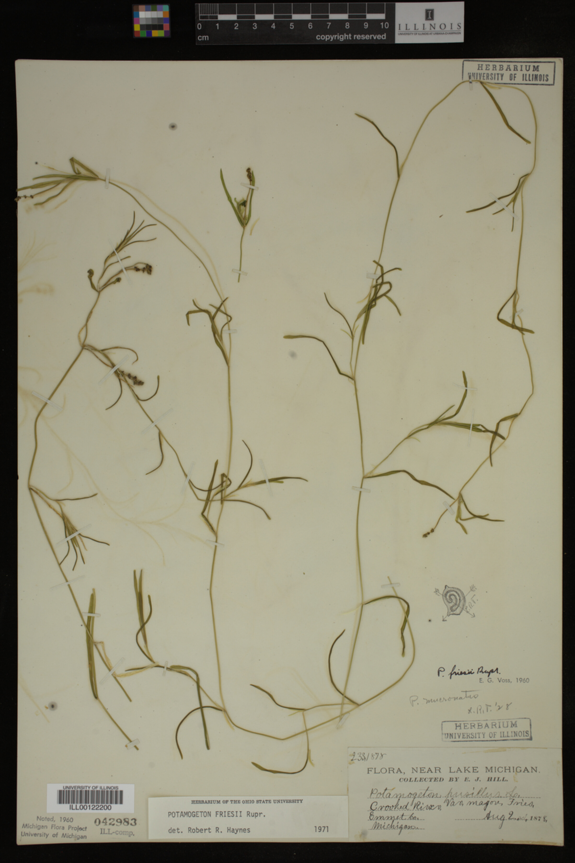 Potamogeton friesii image