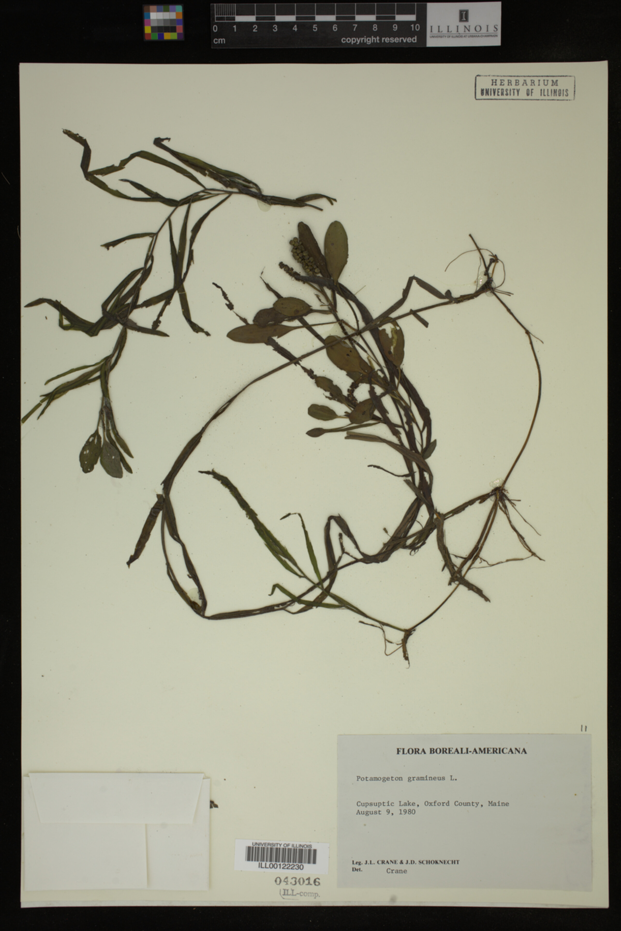 Potamogeton gramineus image