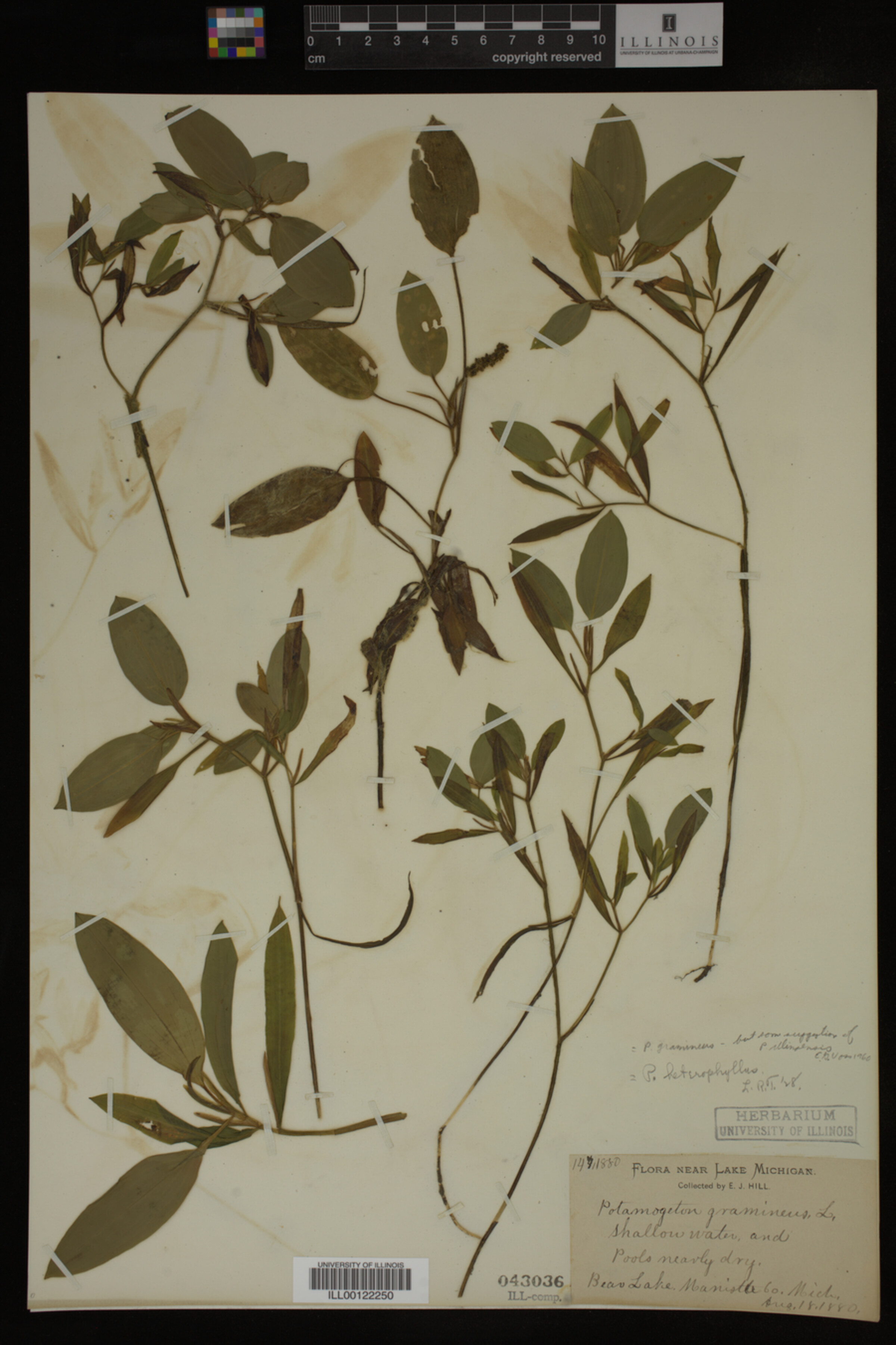 Potamogeton gramineus image