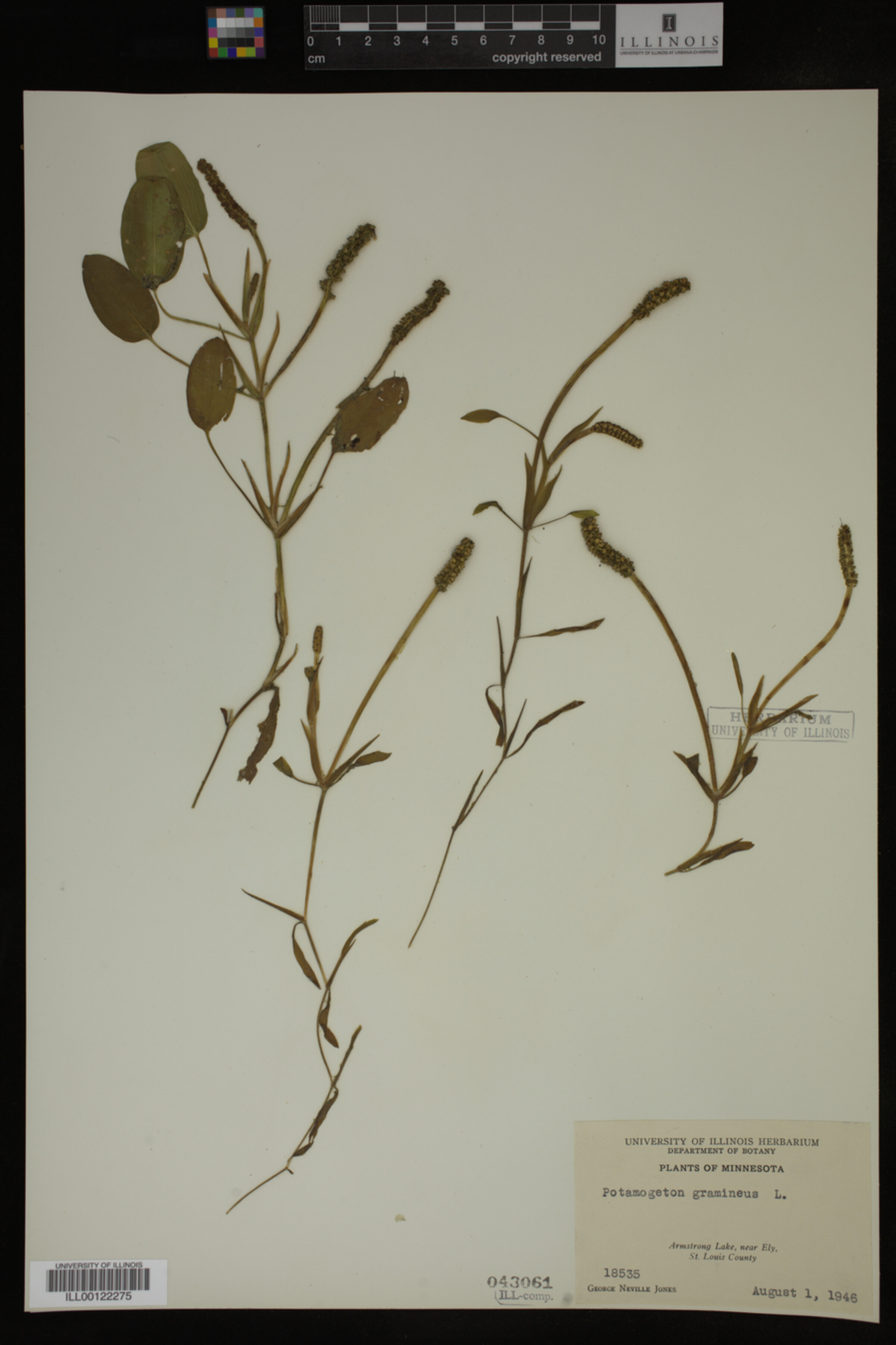 Potamogeton gramineus image